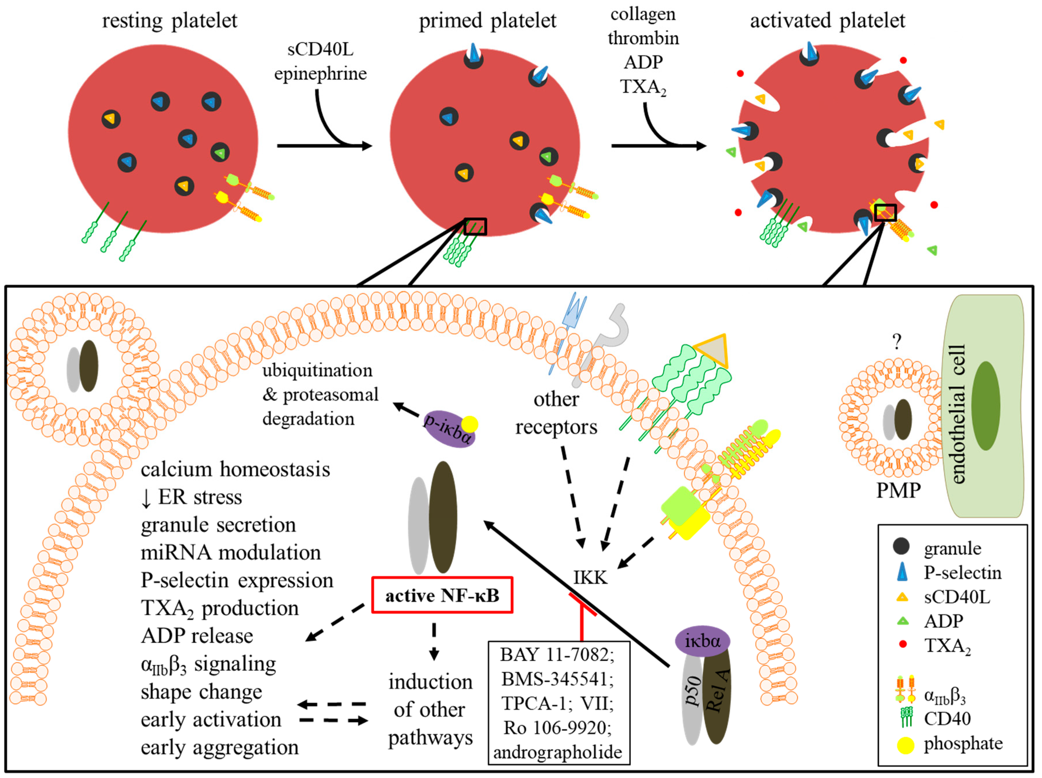 Ikk generation. Platelet aggregation. Purine receptors in Platelet aggregation. Fgunctions of Platelets.