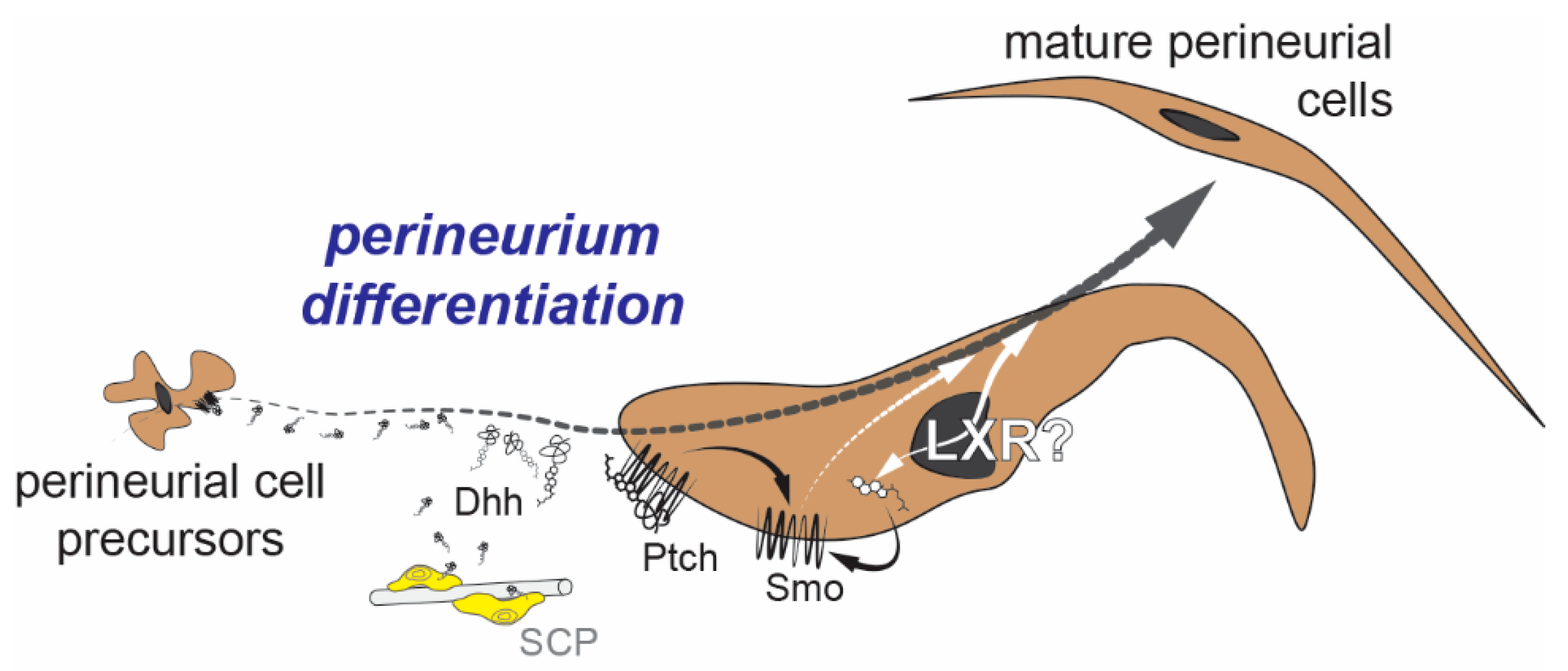 Ijms Free Full Text Liver X Receptors And Their Implications In The Physiology And Pathology Of The Peripheral Nervous System Html Ijms Free Full Text Liver X Receptors And Their Implications In The Physiology And Pathology Of The Peripheral Nervous System Html