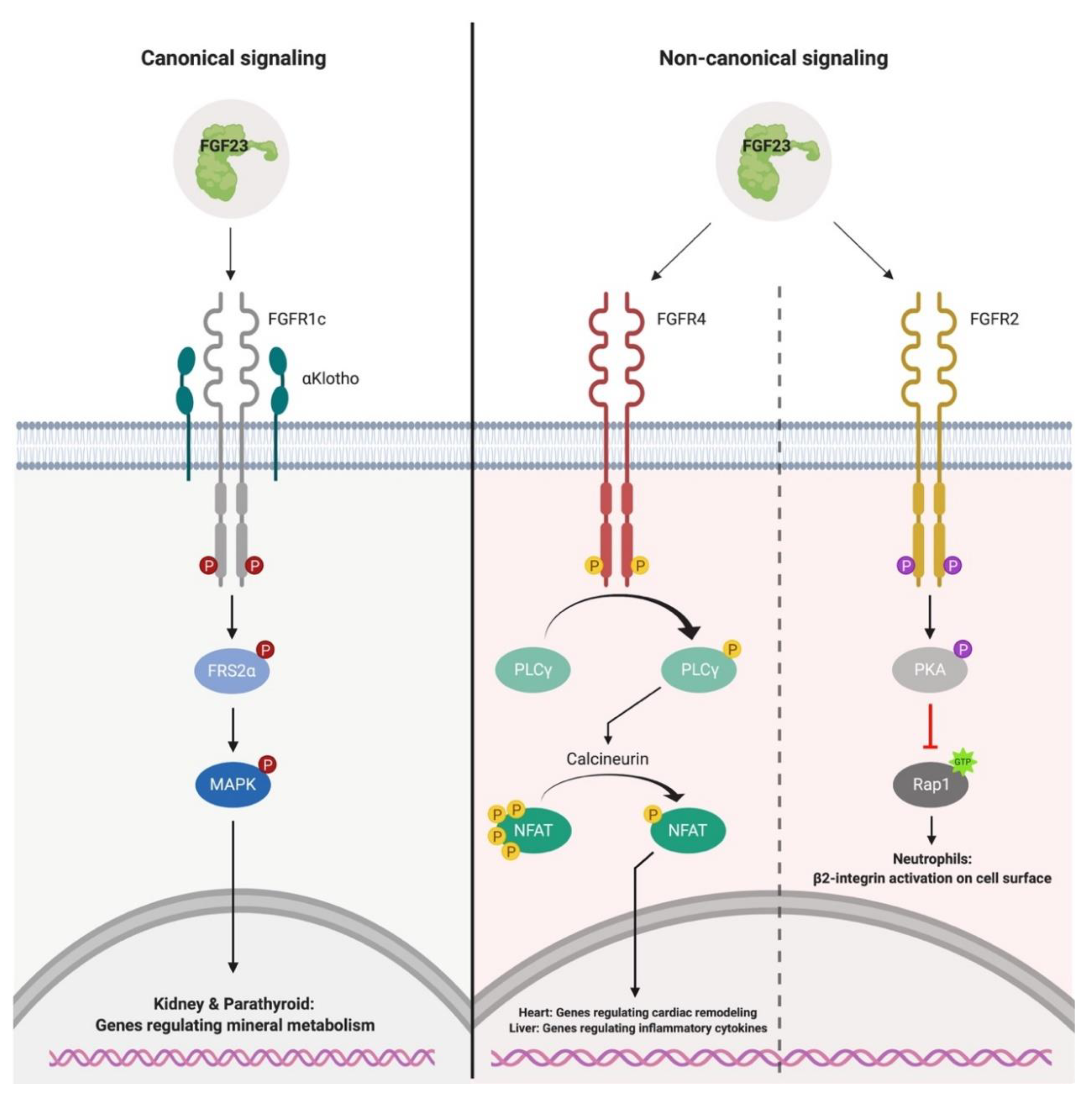 Ijms 20 04195 g002 Ijms 20 04195 g002