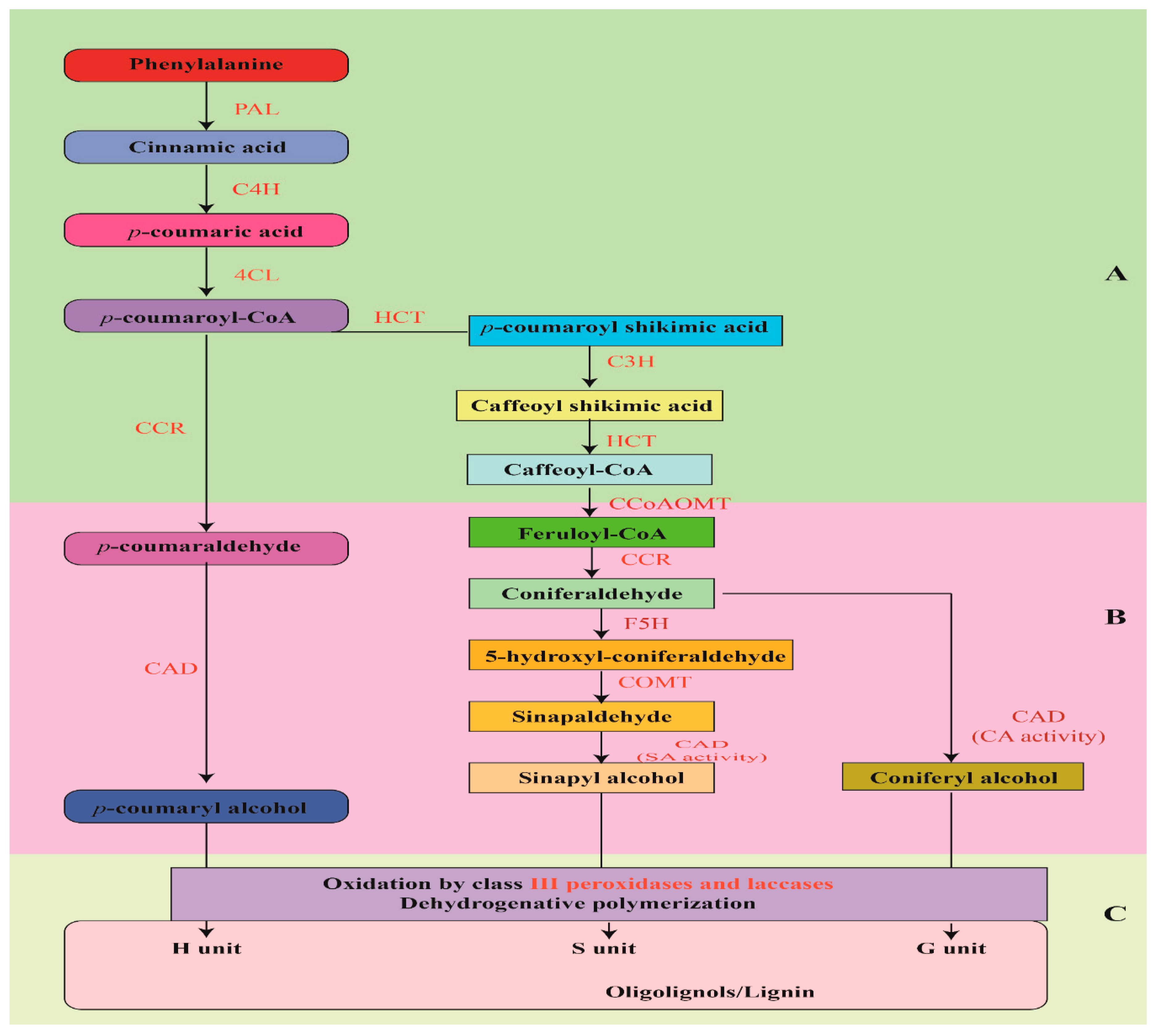 Ijms 20 04211 g003 Ijms 20 04211 g003