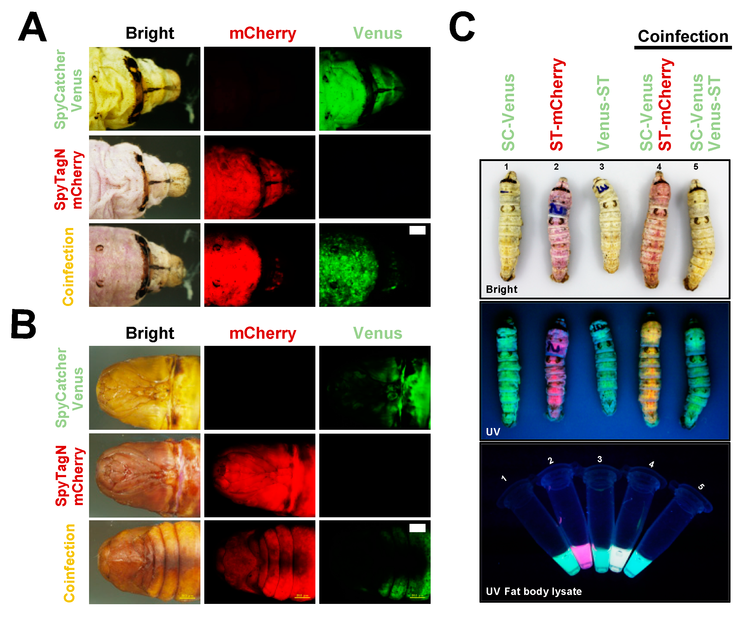 Ijms 20 04228 g002 Ijms 20 04228 g002