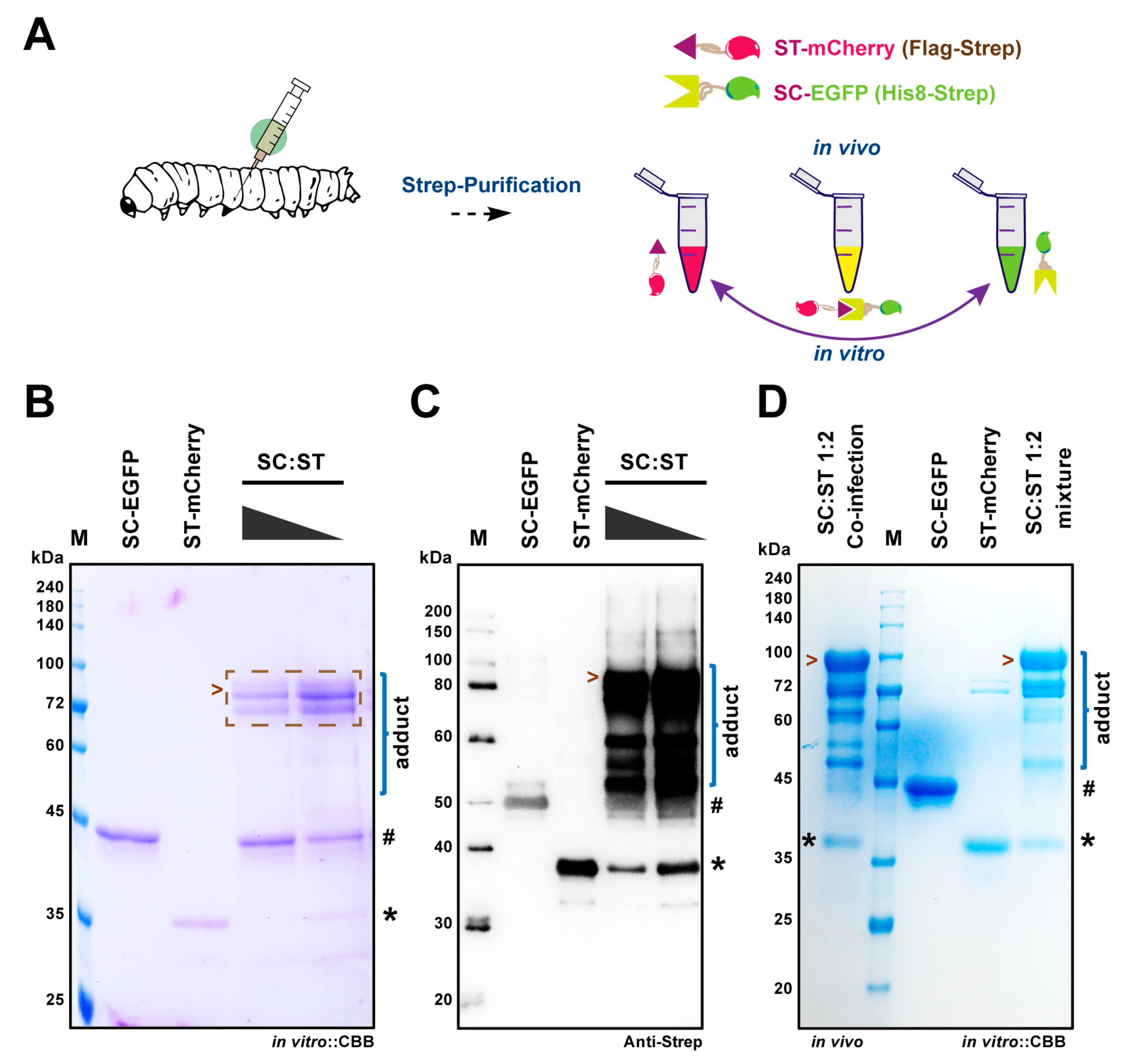 Ijms 20 04228 g003 Ijms 20 04228 g003