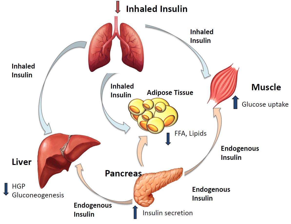 IJMS | Free Full-Text | Mechanism of Action of Inhaled Insulin on Whole