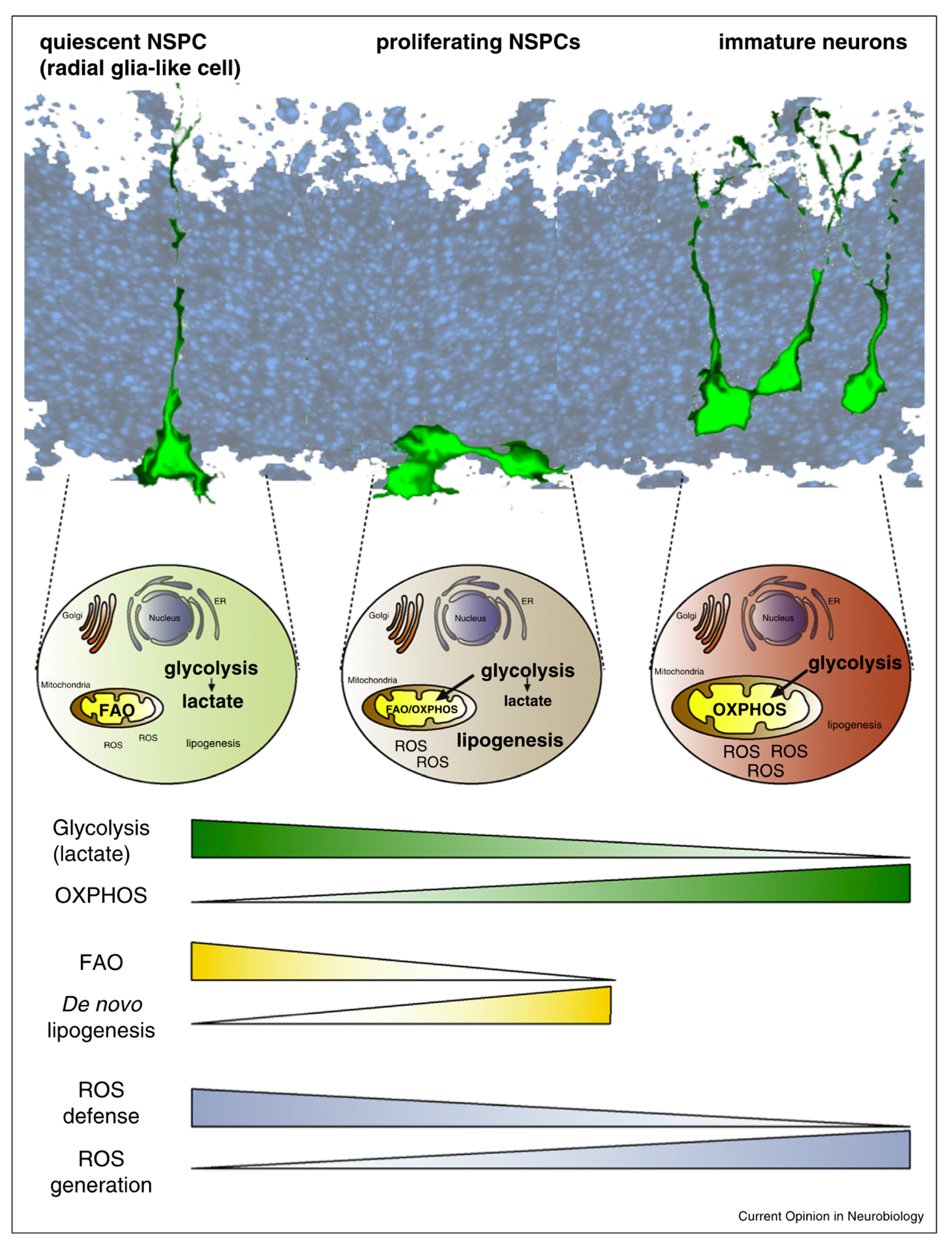 Ijms 20 04240 g001 Ijms 20 04240 g001