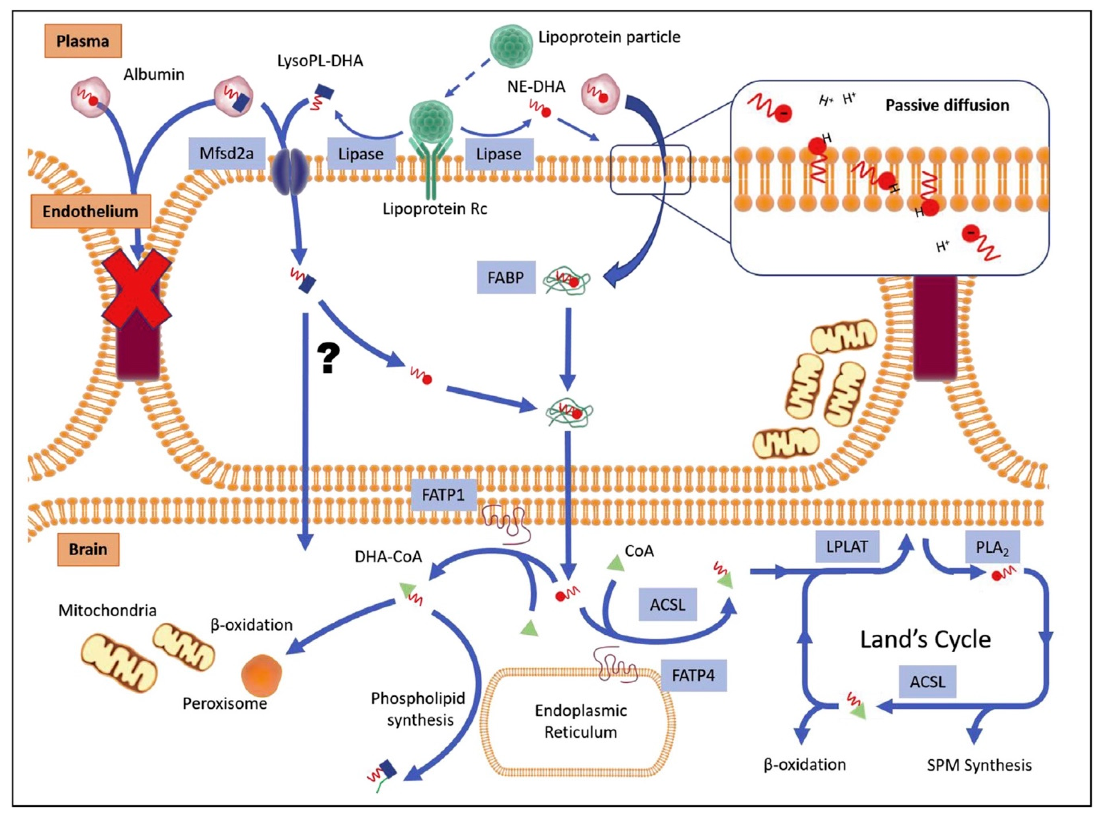 Ijms 20 04240 g002 Ijms 20 04240 g002
