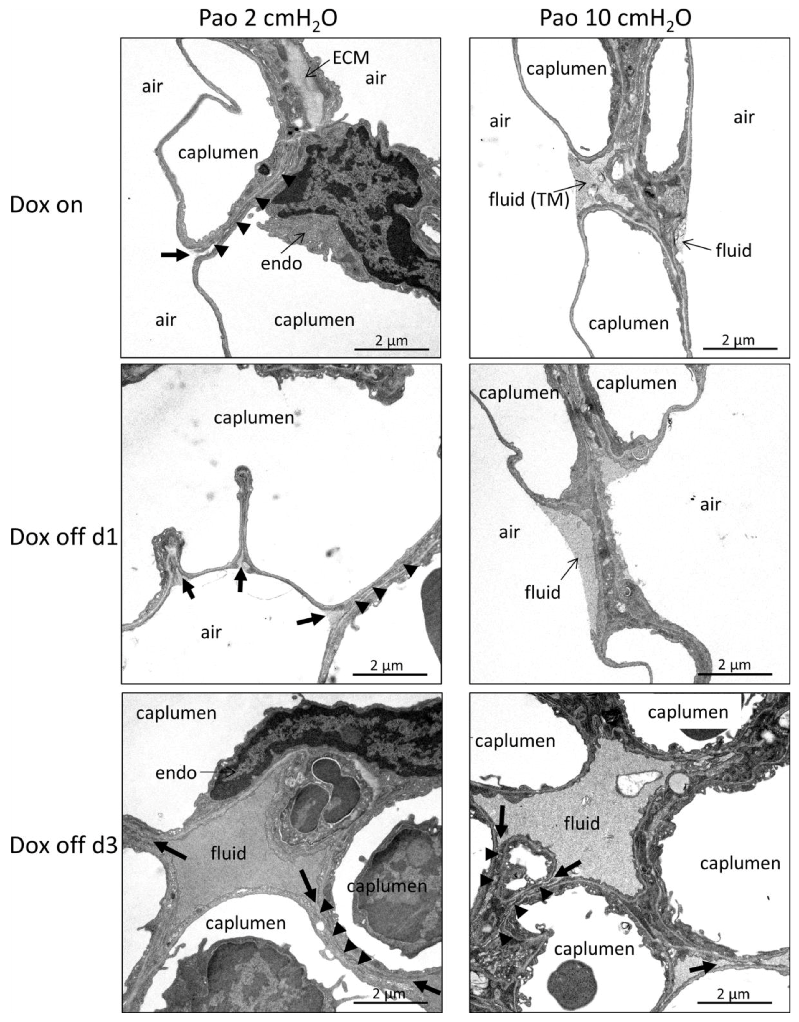 Ijms 20 04243 g004