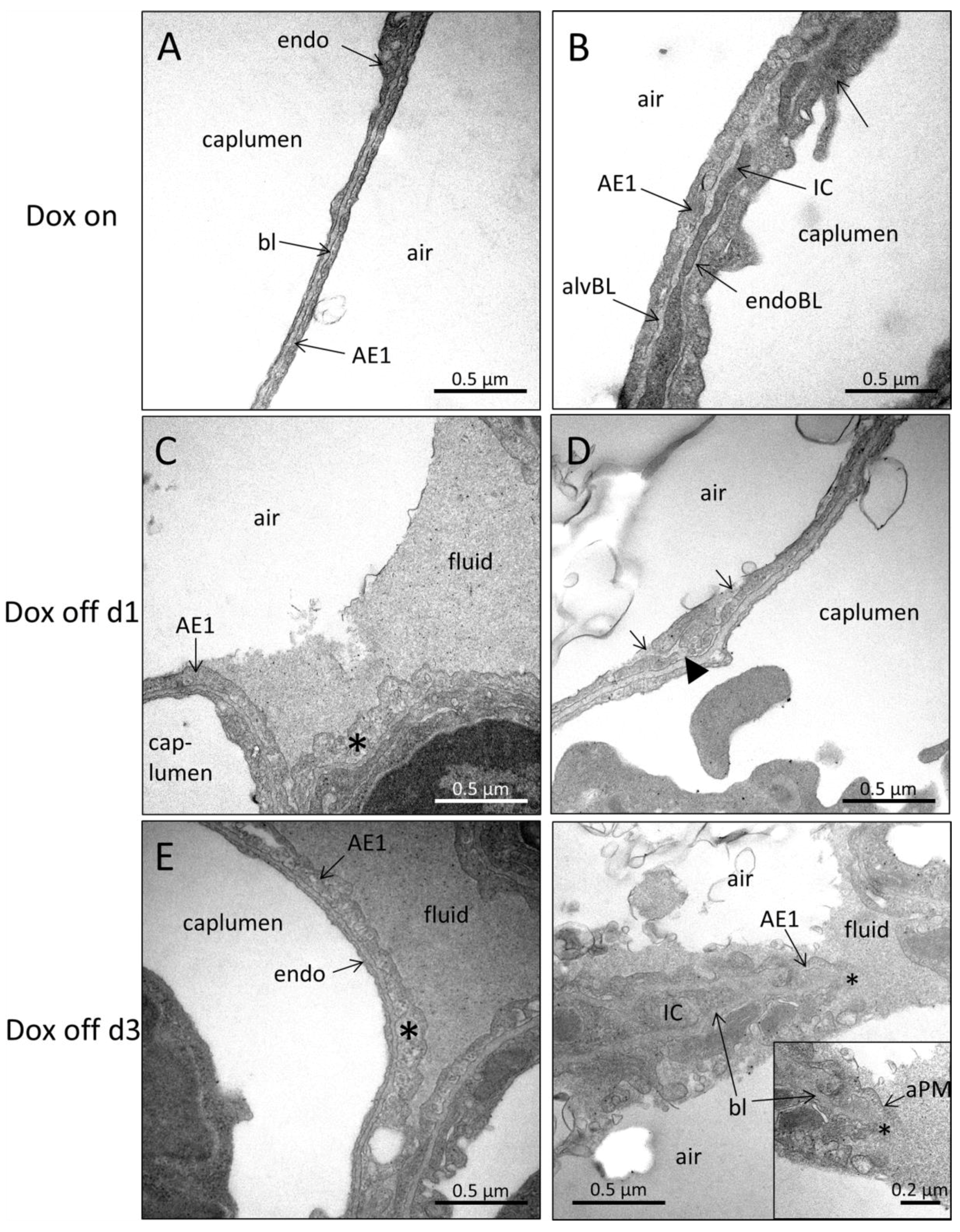 Ijms 20 04243 g006