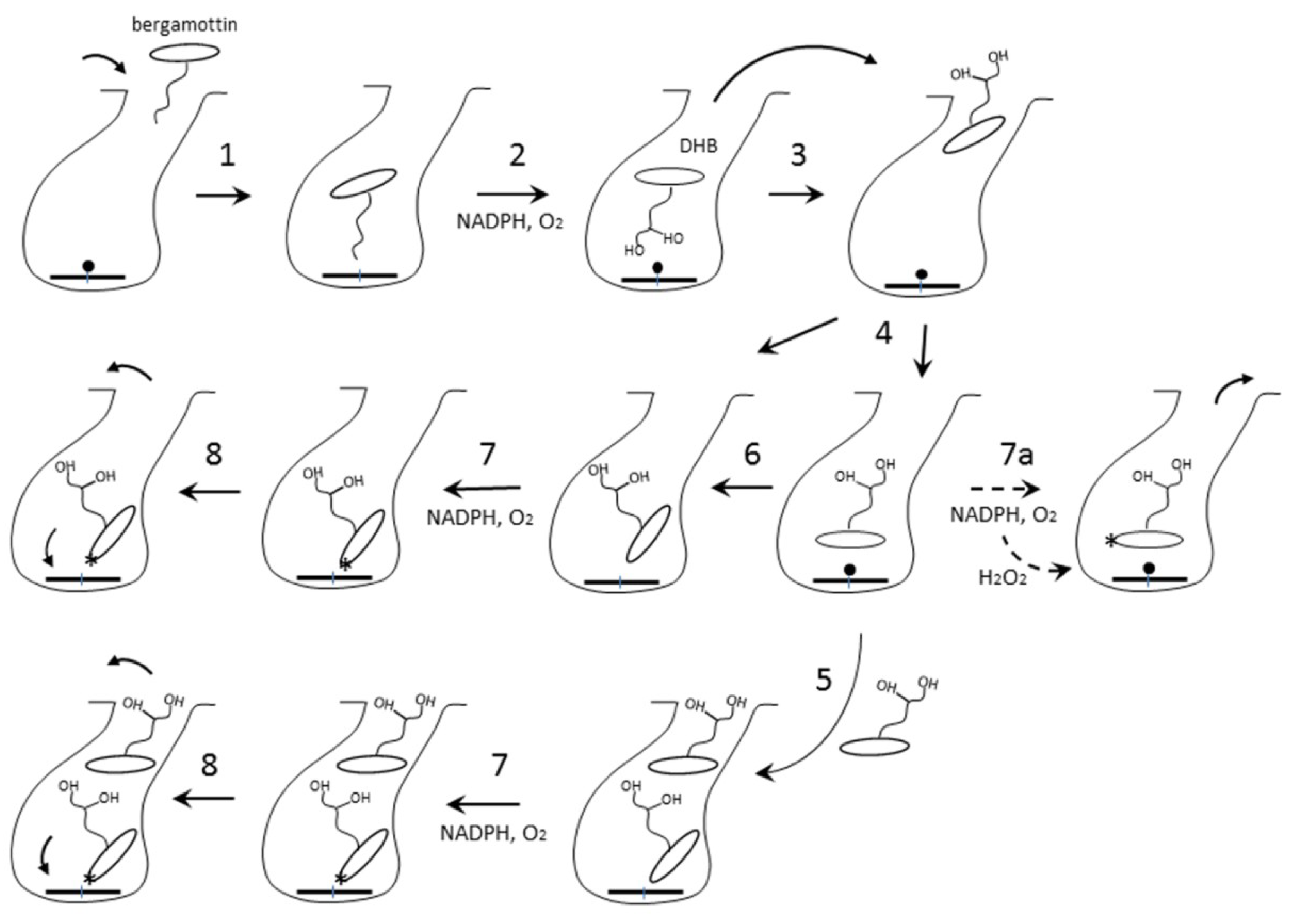 Ijms 20 04245 g005 Ijms 20 04245 g005