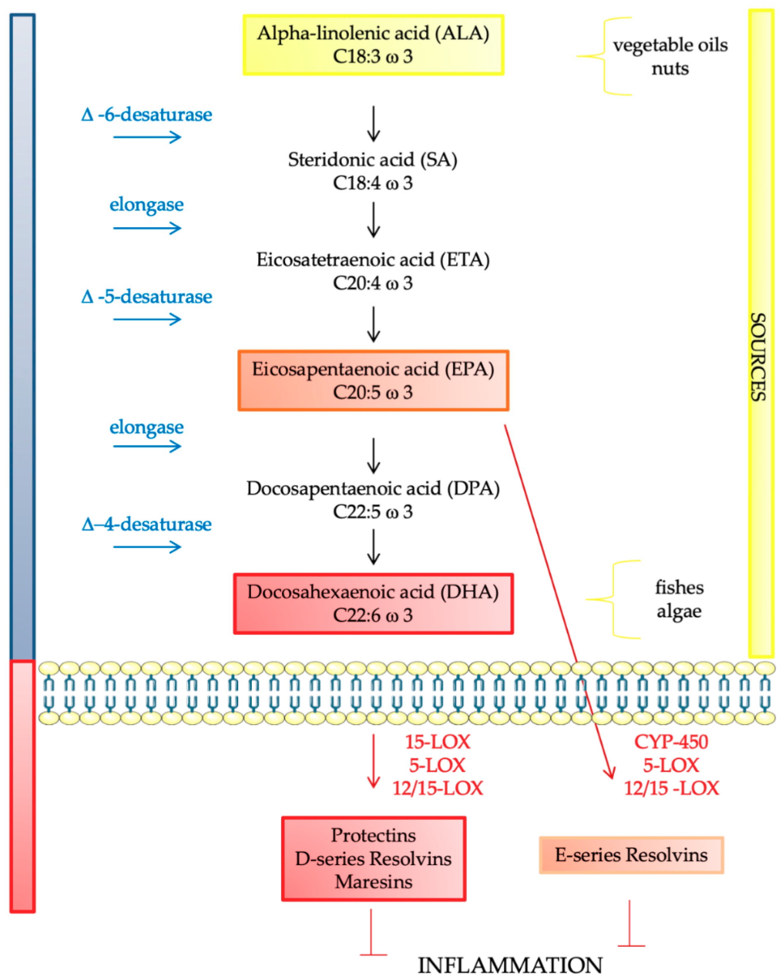 IJMS | Free Full-Text | Omega-3 Fatty Acids and Neurodegenerative Diseases: New Evidence in Clinical Trials |