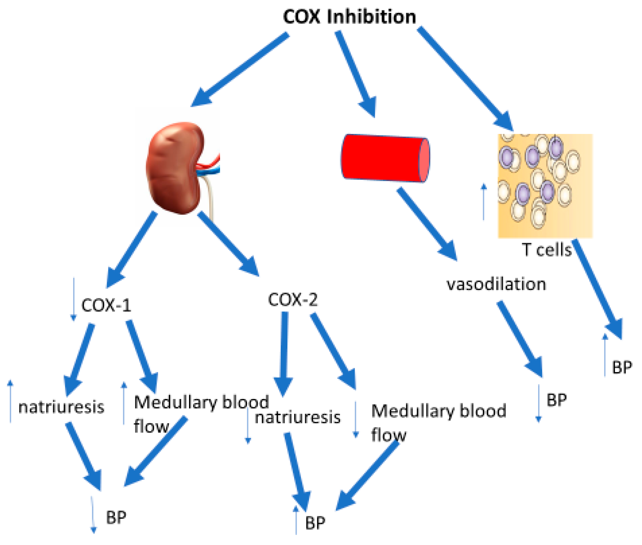 Ijms Free Full Text Cyclo Oxygenase Cox Inhibitors And