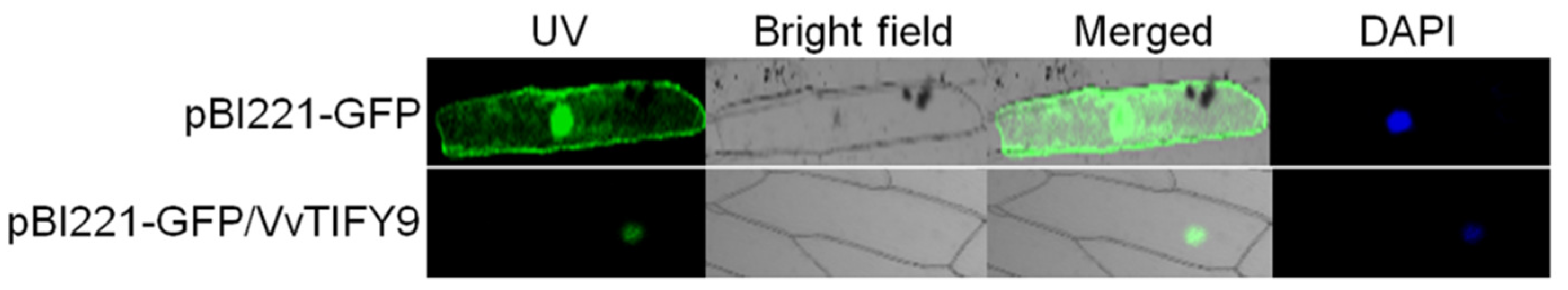 Ijms 20 04286 g003 Ijms 20 04286 g003