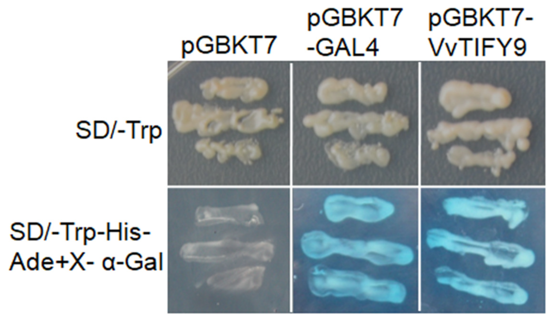 Ijms 20 04286 g004 Ijms 20 04286 g004