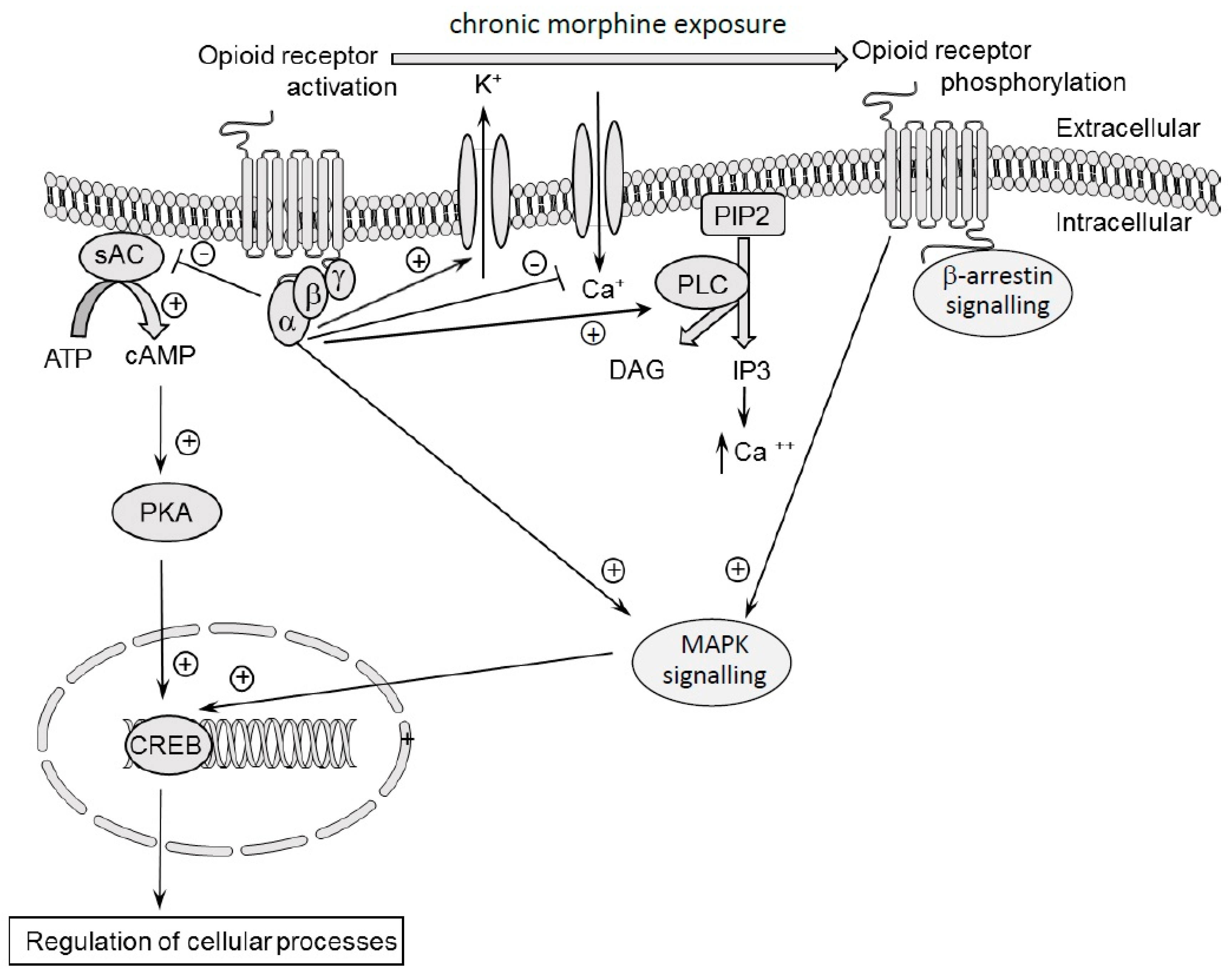 Ijms Free Full Text The Mechanisms Involved In Morphine Addiction An Overview Html
