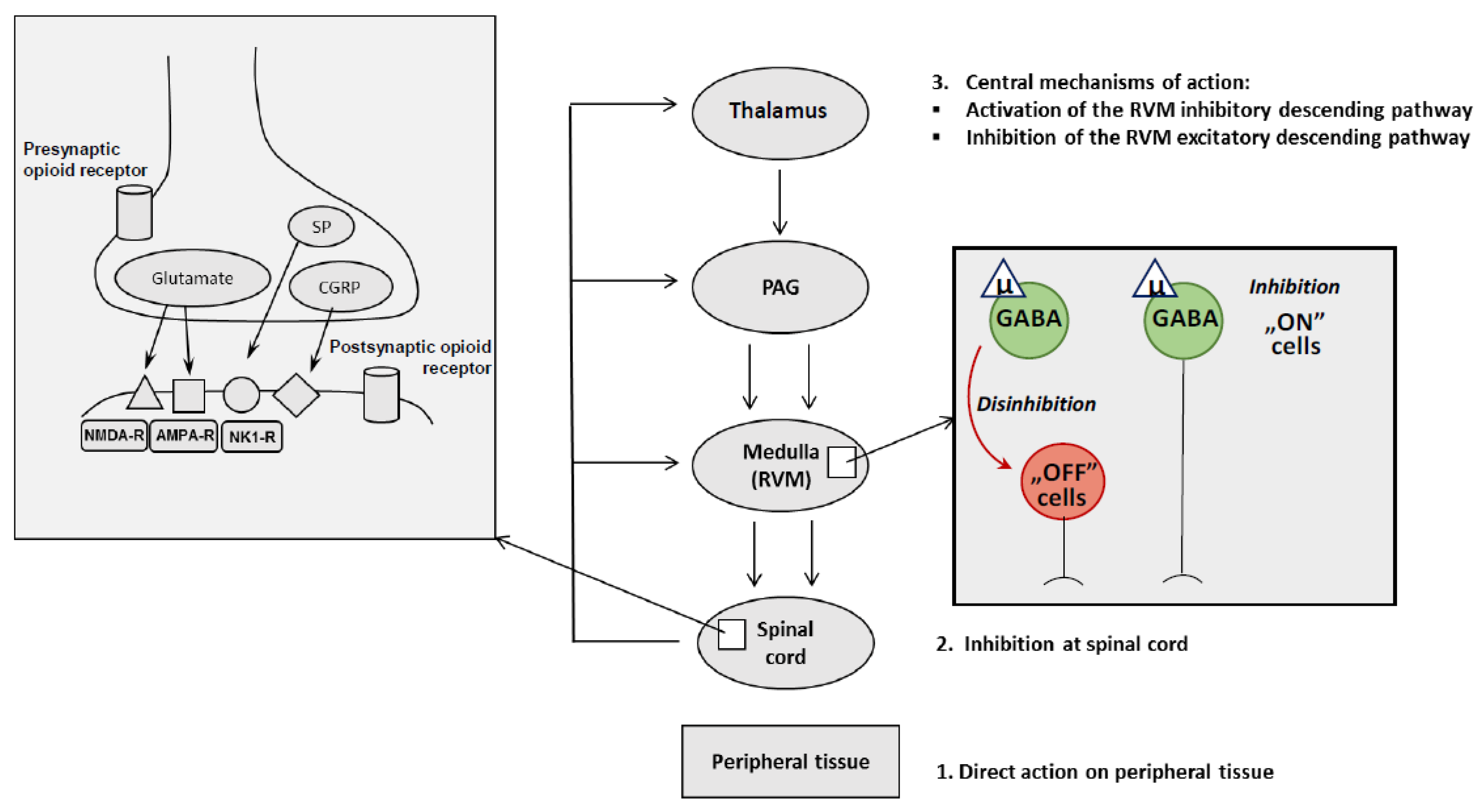 Ijms Free Full Text The Mechanisms Involved In Morphine Addiction An Overview Html