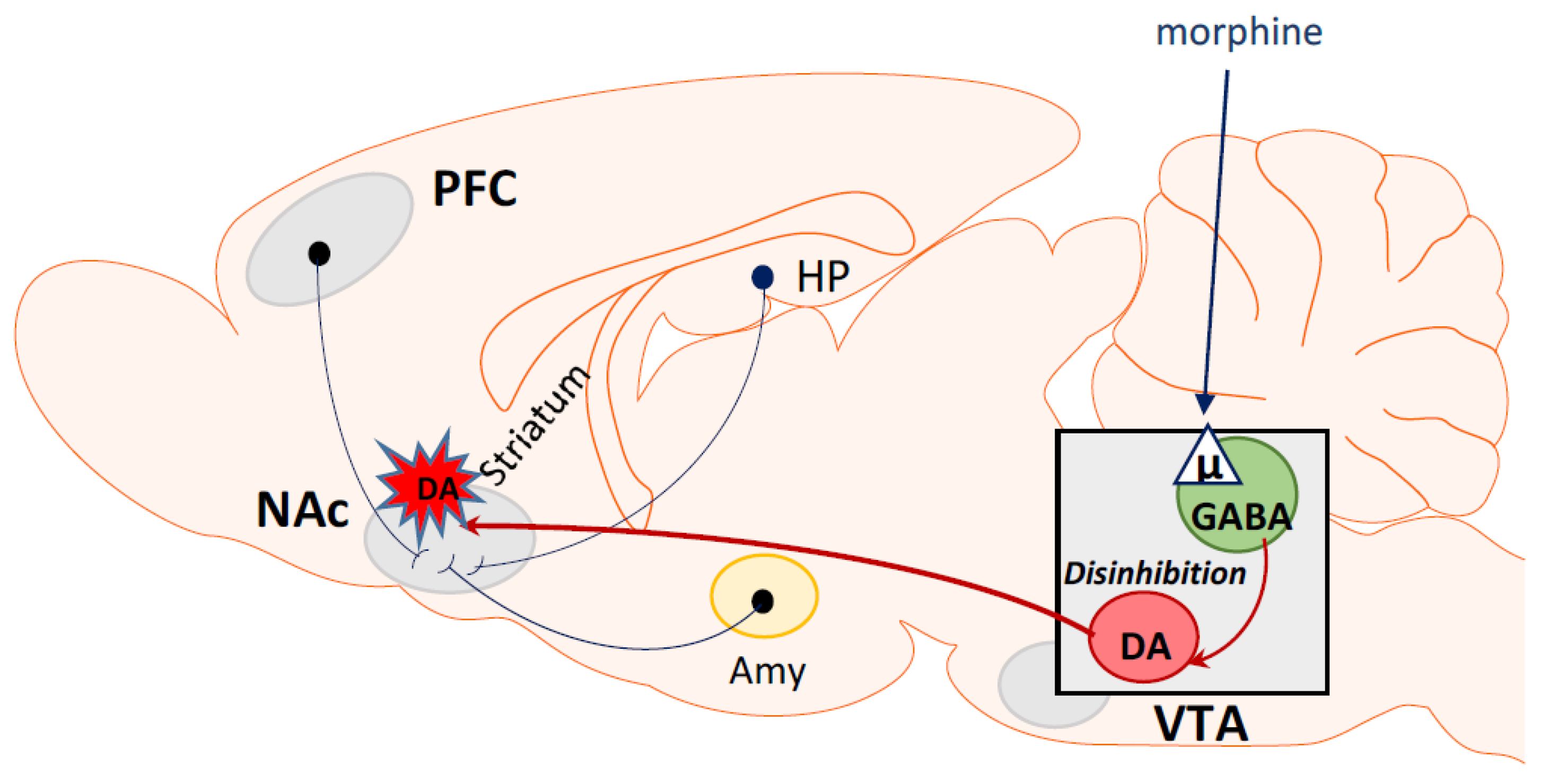 Ijms Free Full Text The Mechanisms Involved In Morphine Addiction An Overview Html