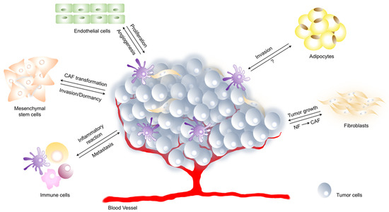 IJMS | Free Full-Text | Tumor Dormancy and Interplay with Hypoxic Tumor ...