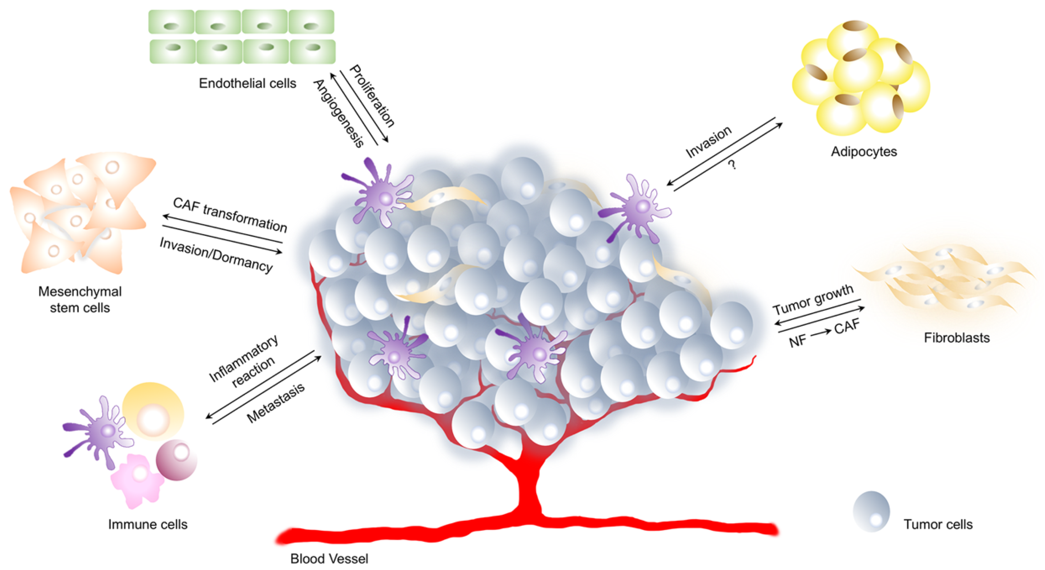 Tumor Microenvironment