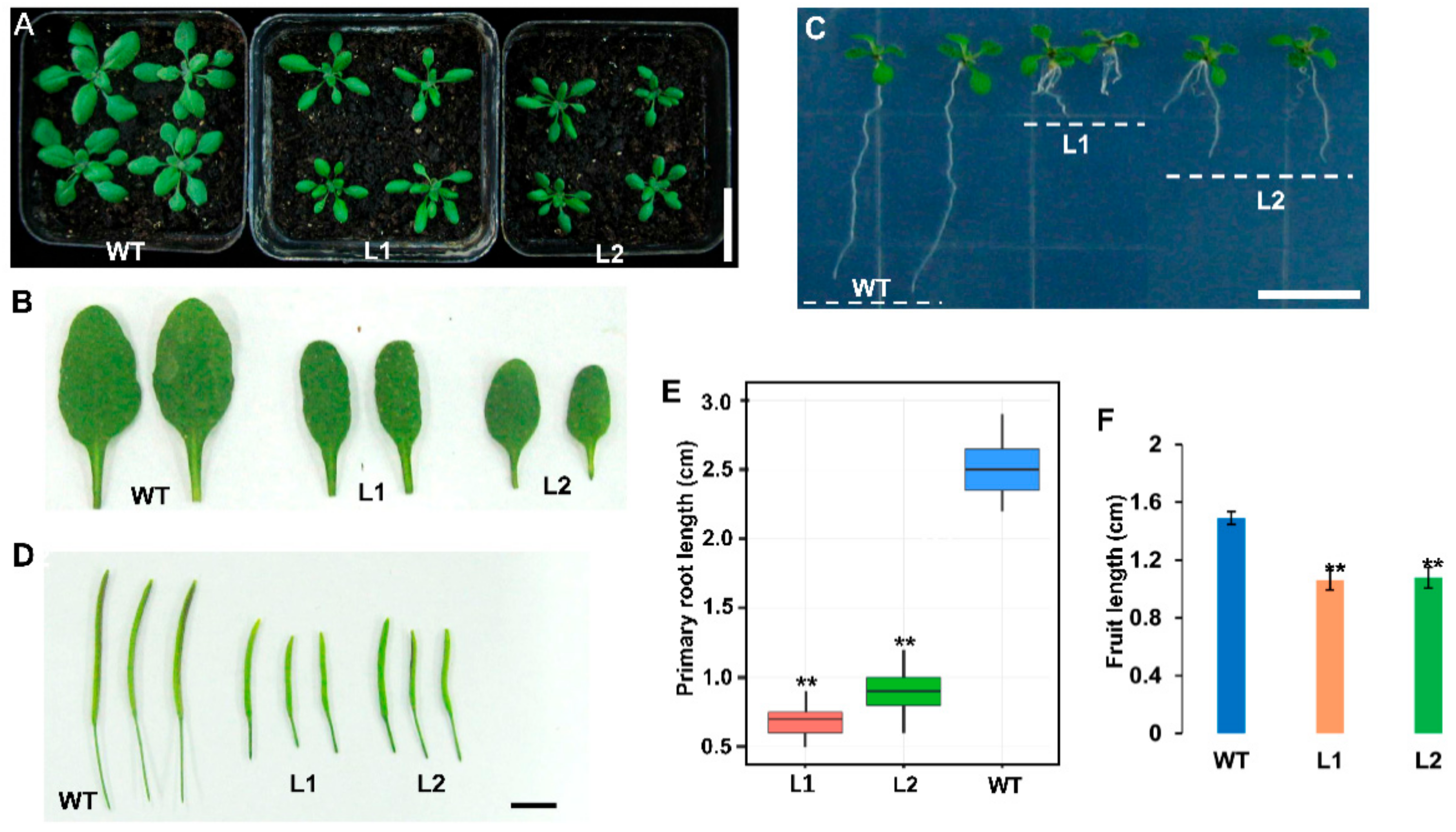 Ijms 20 04319 g006 550