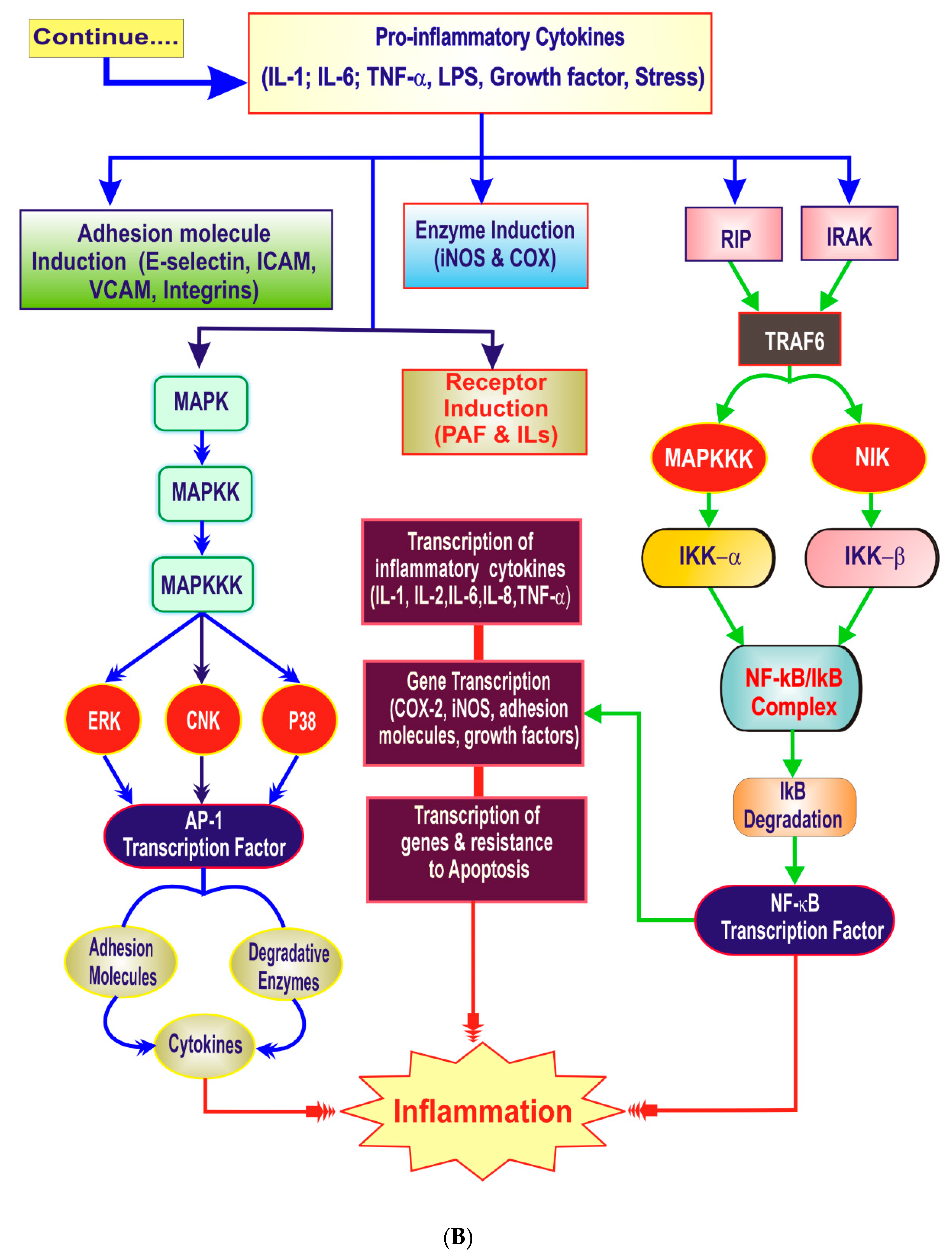 Ijms Free Full Text Animal Models Of Inflammation For