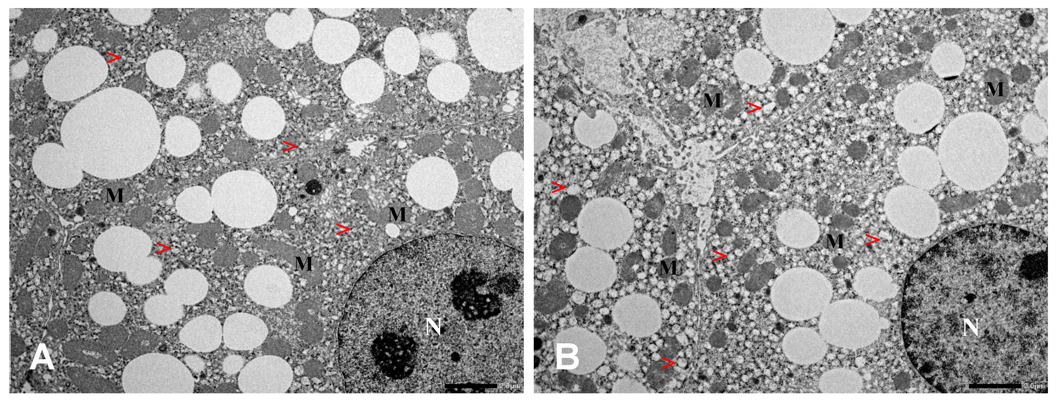 Ijms 20 04389 g008 Ijms 20 04389 g008