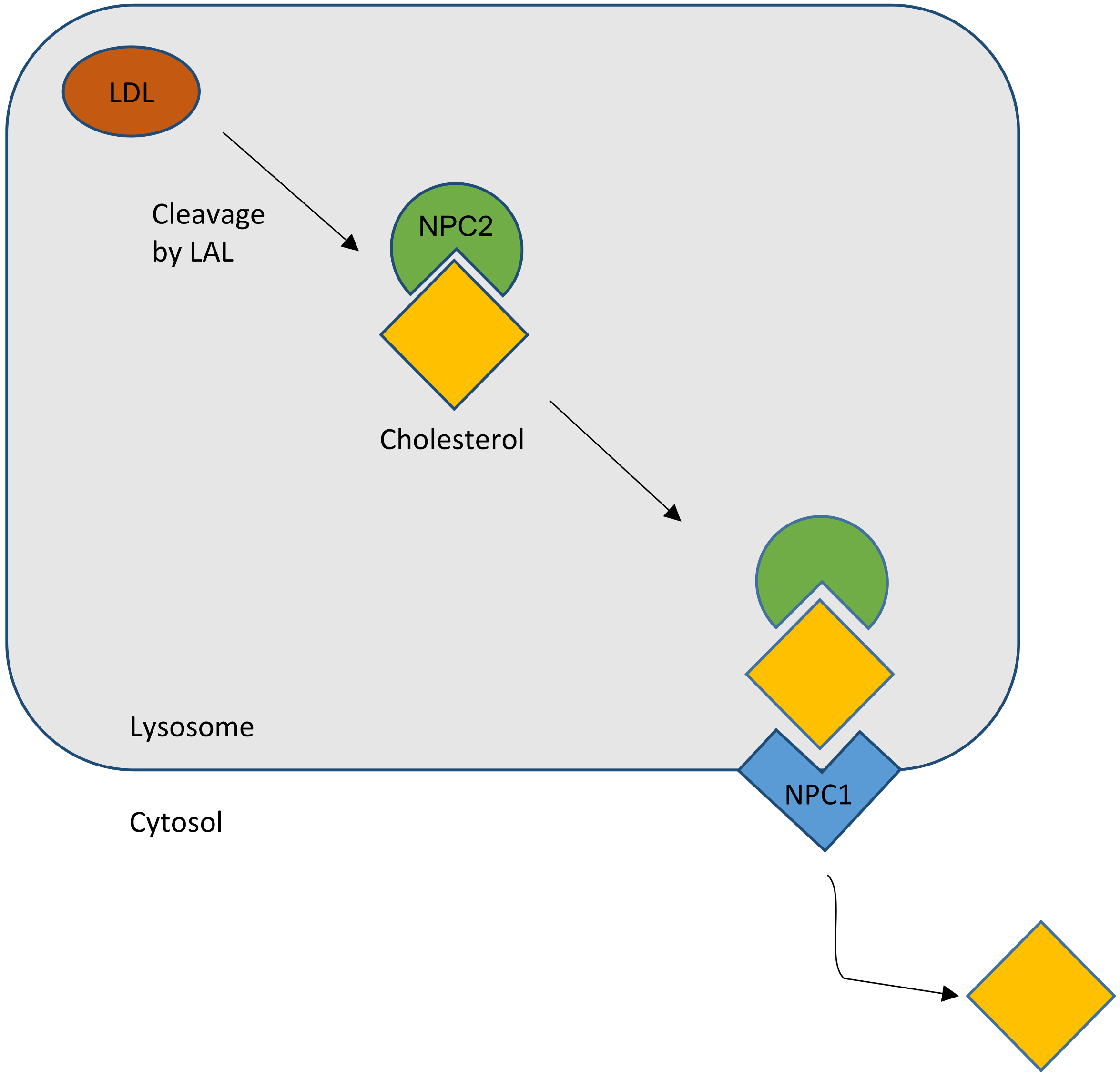 Morphology of Niemann-Pick type A metabolic storage disorder