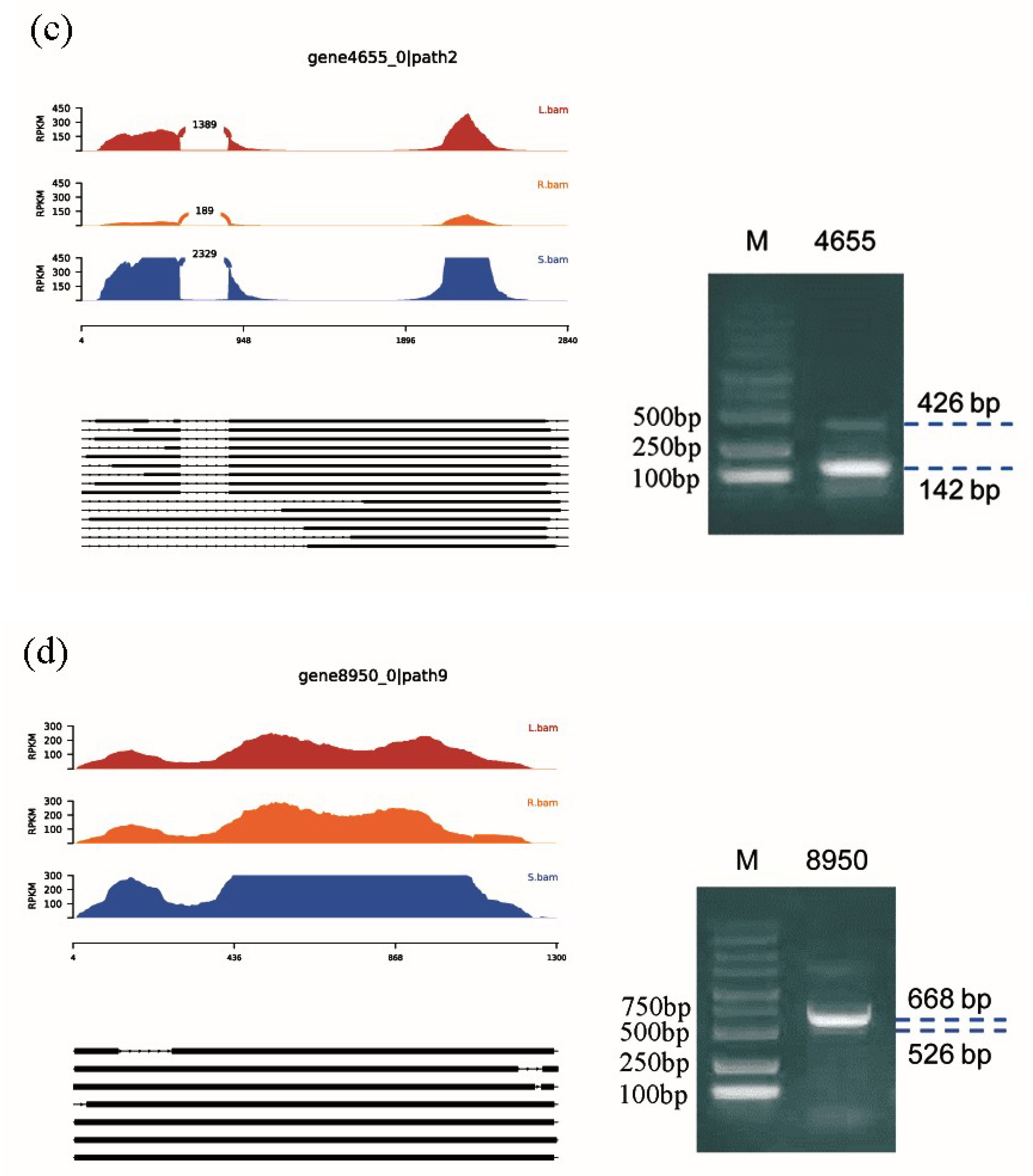 Ijms 20 04426 g006b Ijms 20 04426 g006b
