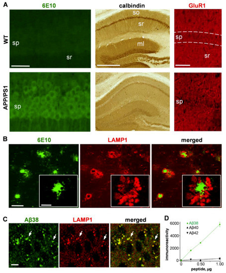 IJMS | Special Issue : Biogenesis and Functional Roles of Lysosomes