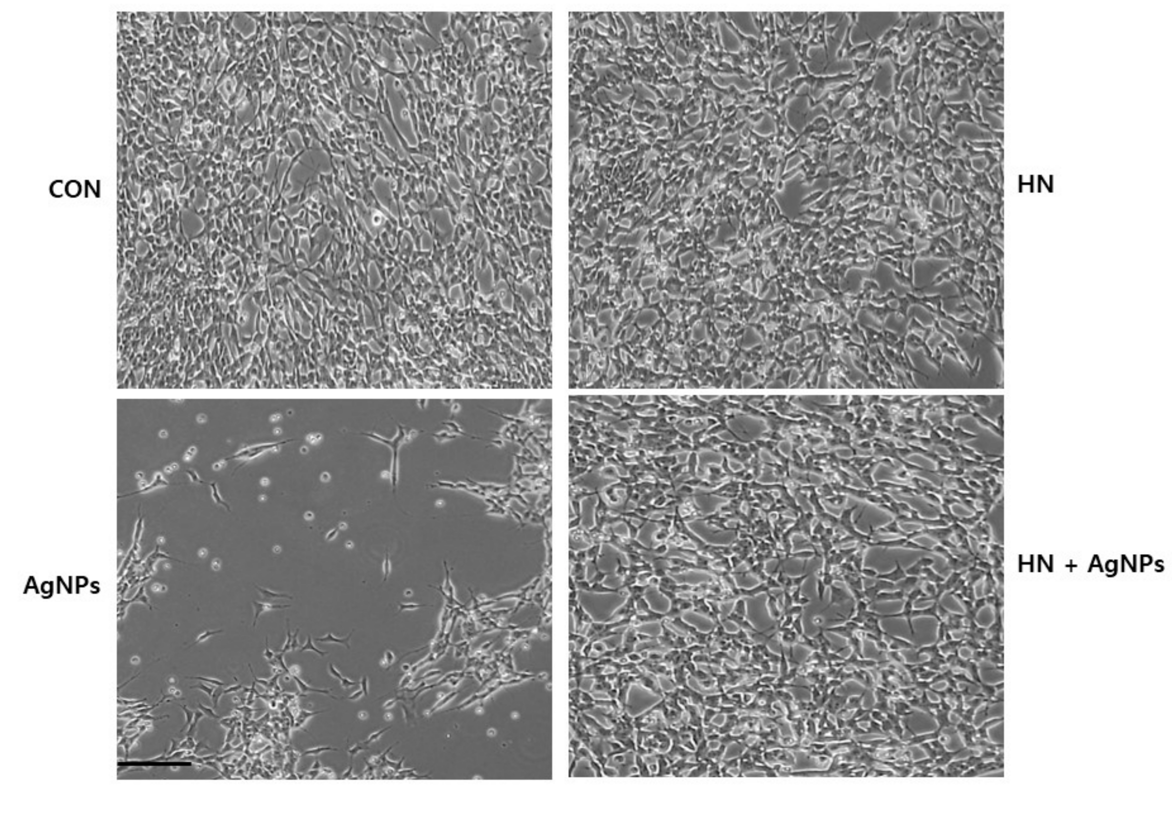 Ijms 20 04439 g005 Ijms 20 04439 g005