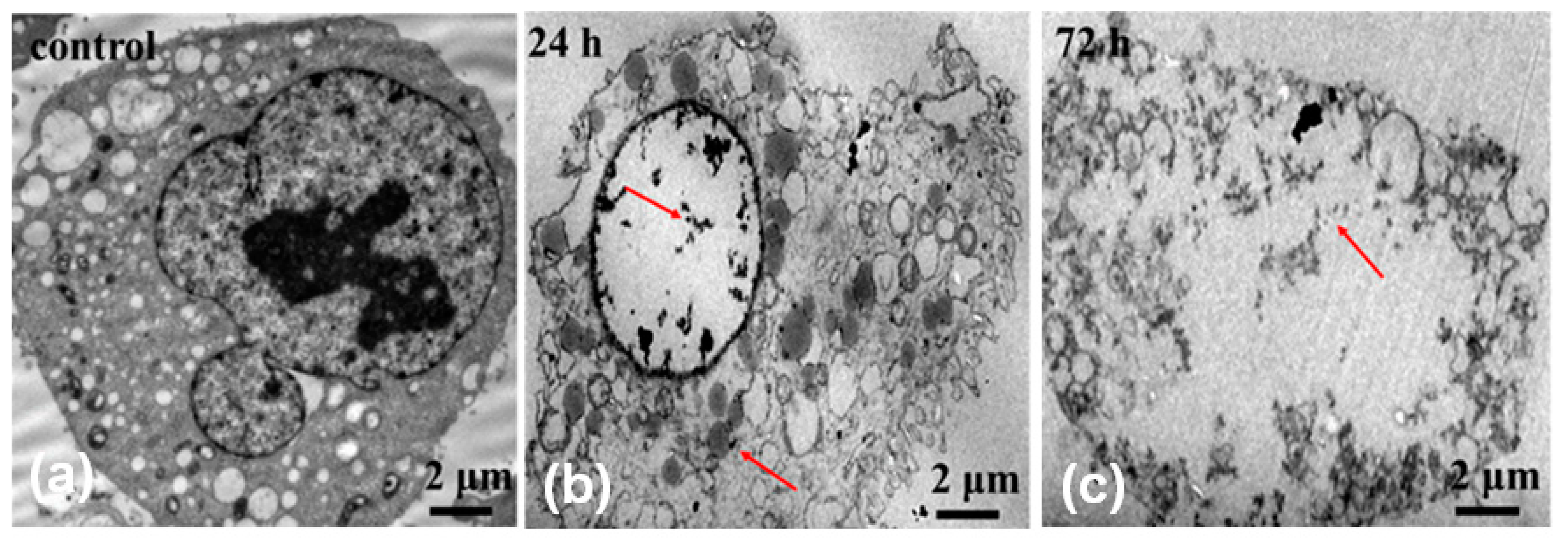 Ijms 20 04454 g005 550