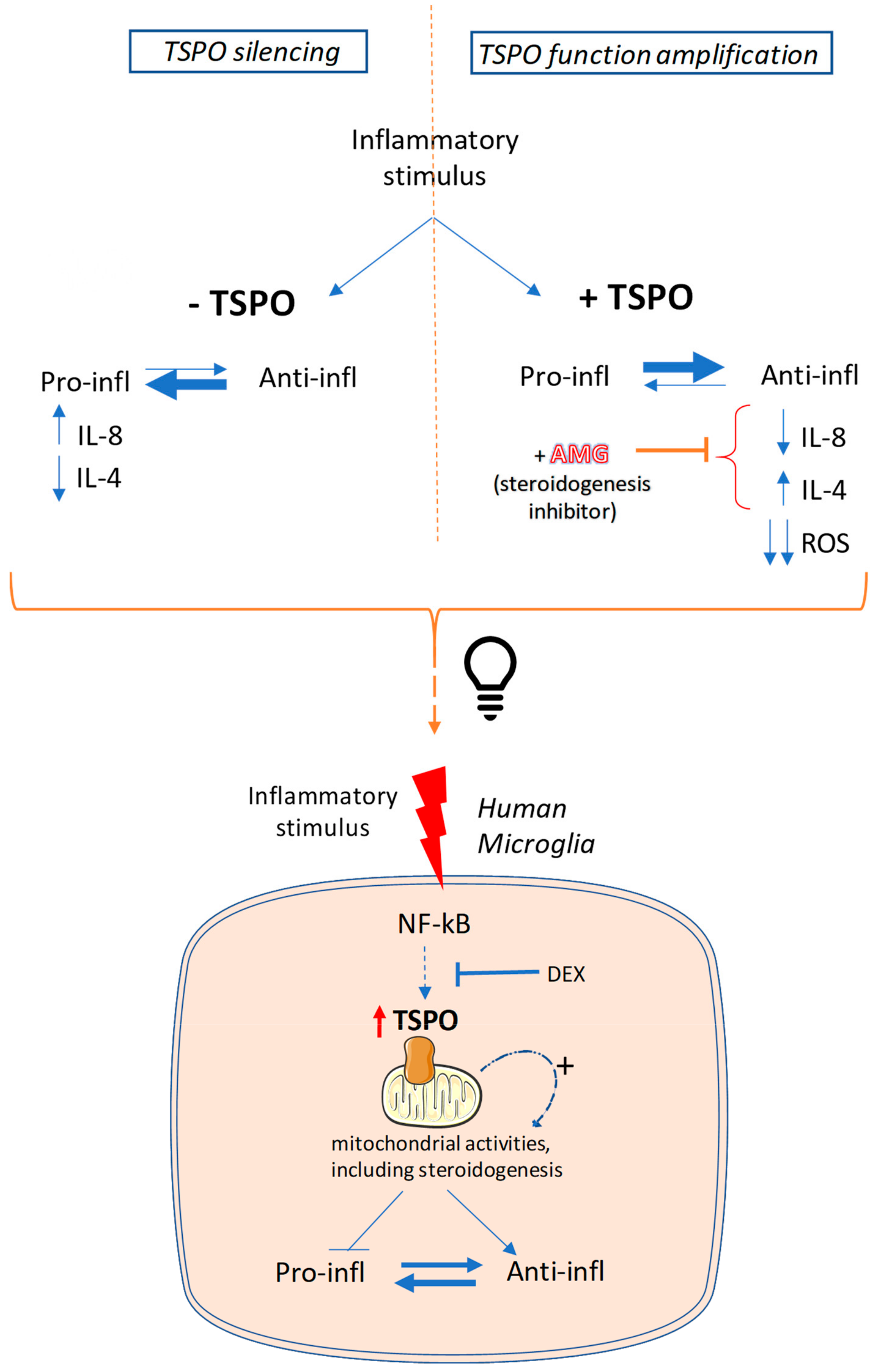 Ijms 20 04467 g008 Ijms 20 04467 g008