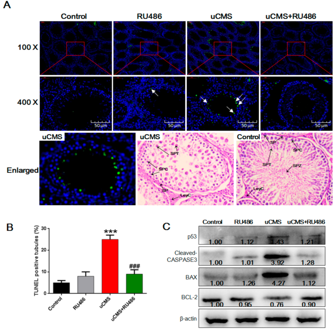 Ijms 20 04470 g004 Ijms 20 04470 g004