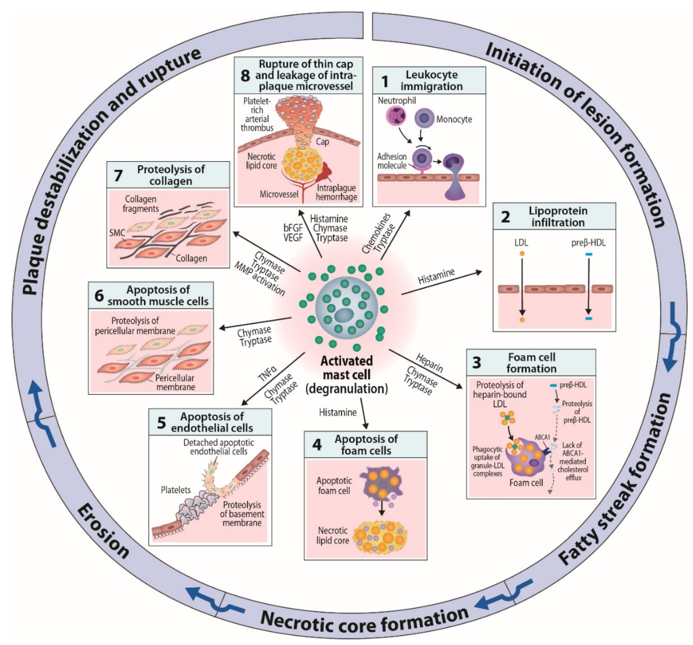 Ijms 20 04479 g002 Ijms 20 04479 g002