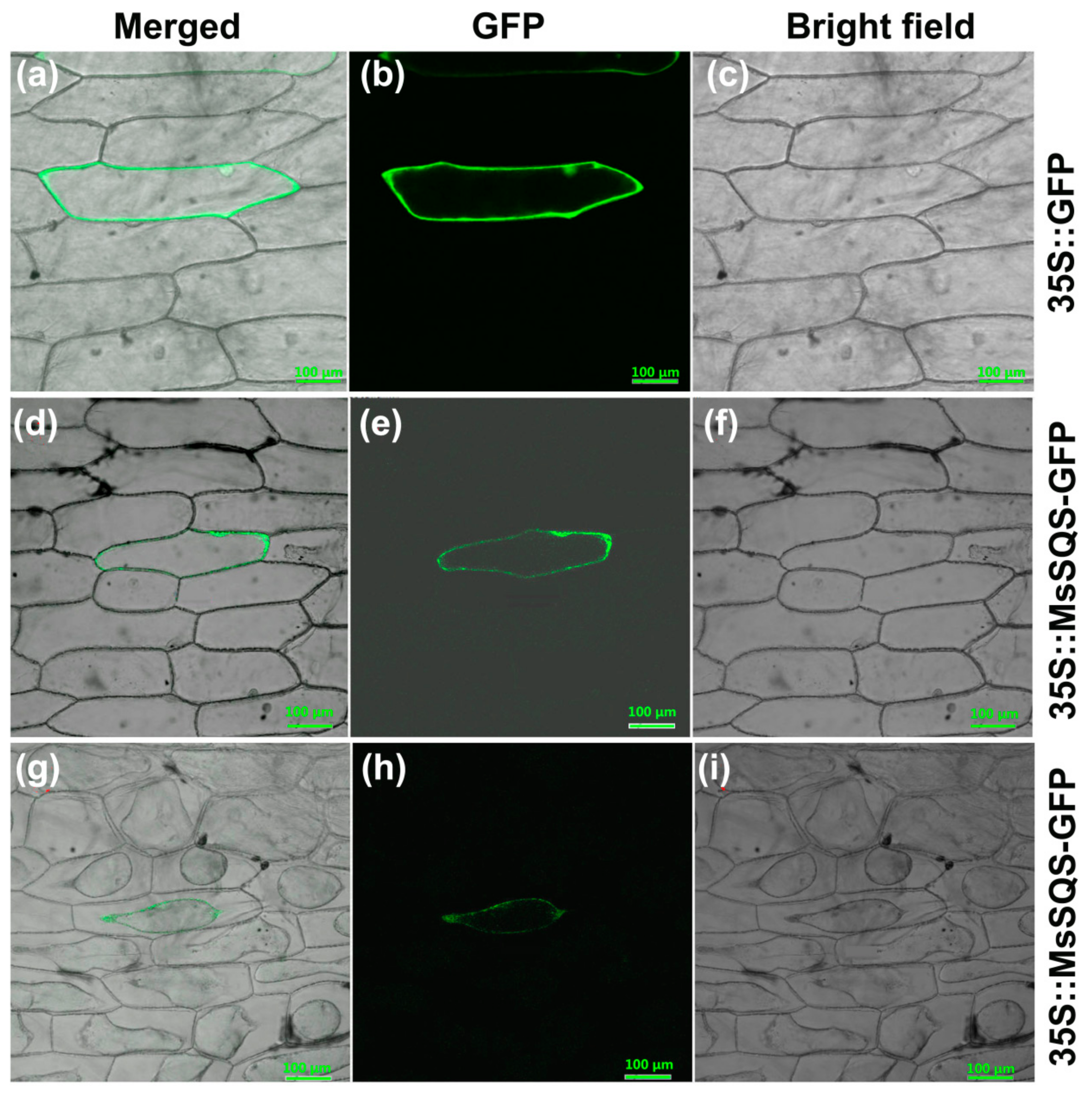 Ijms 20 04499 g004 Ijms 20 04499 g004