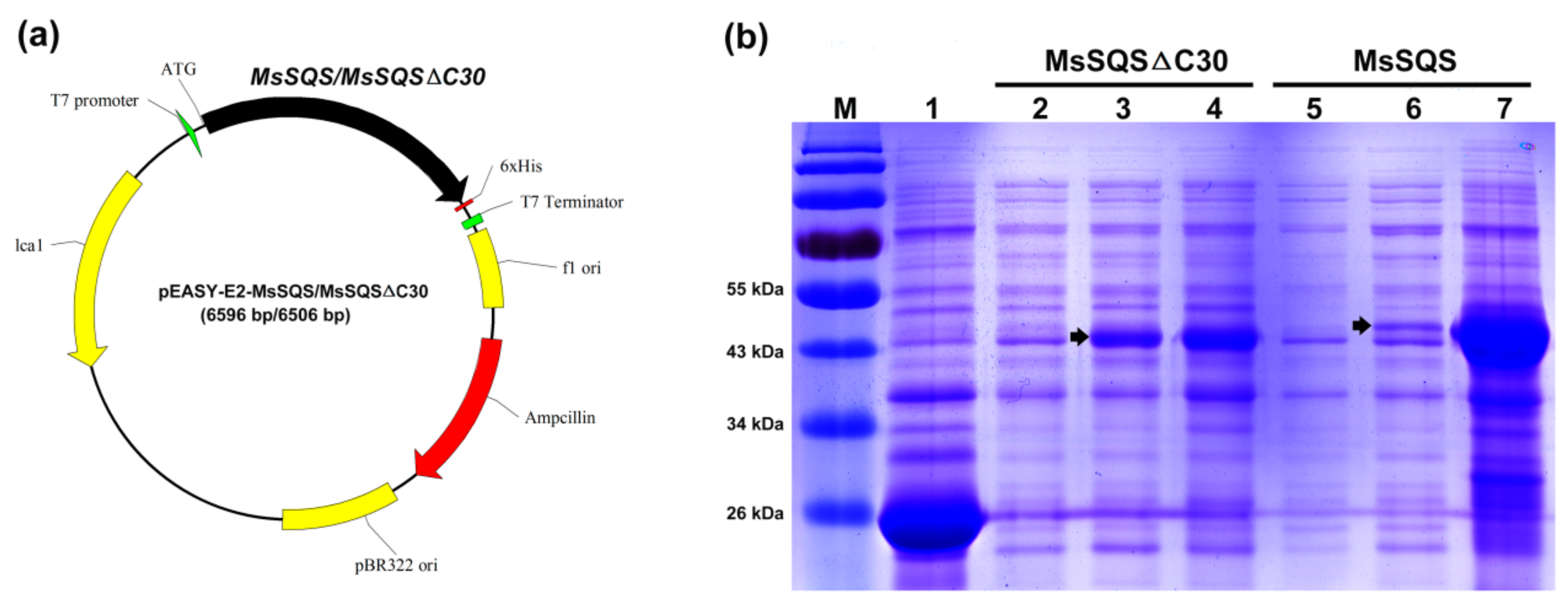Ijms 20 04499 g005 Ijms 20 04499 g005
