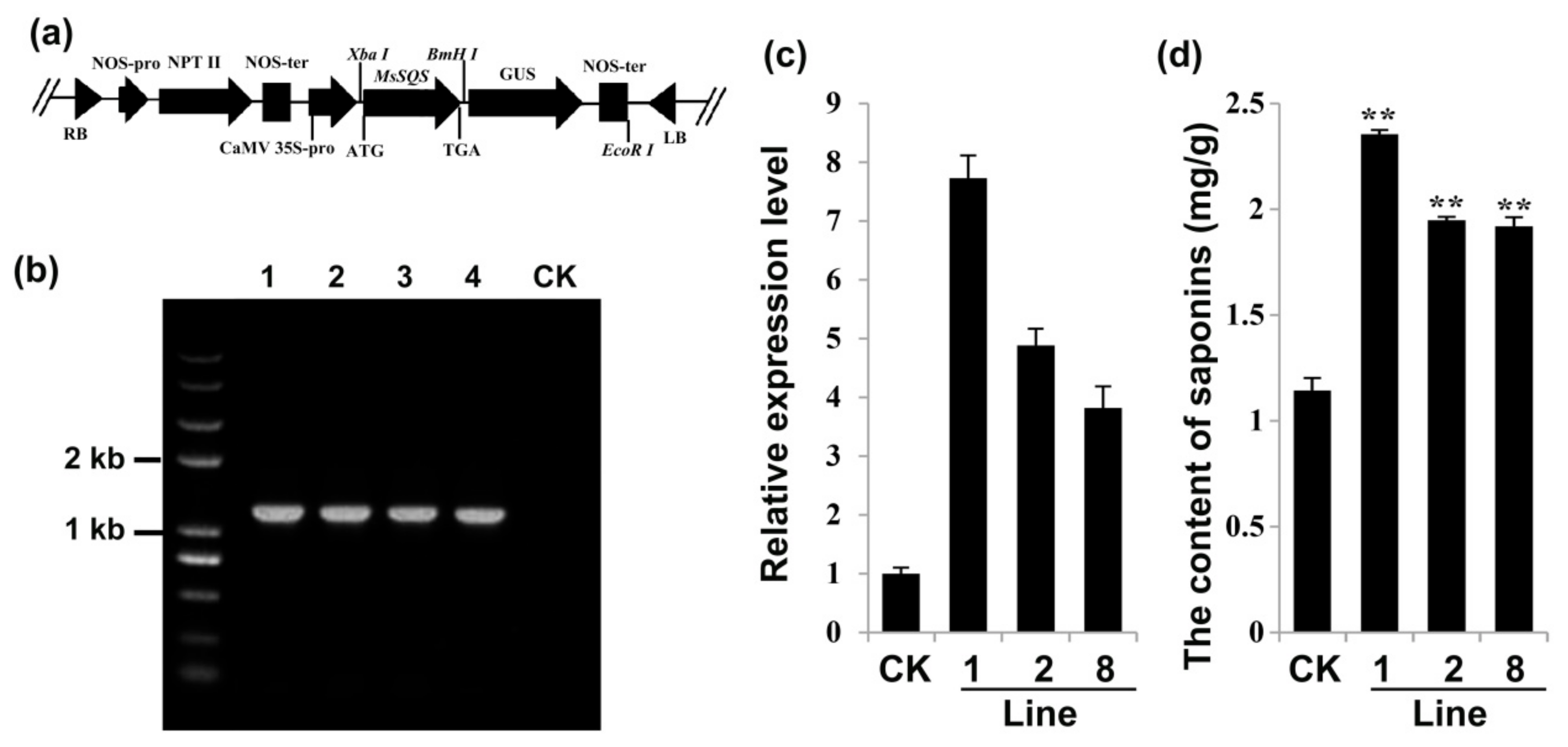 Ijms 20 04499 g007 Ijms 20 04499 g007
