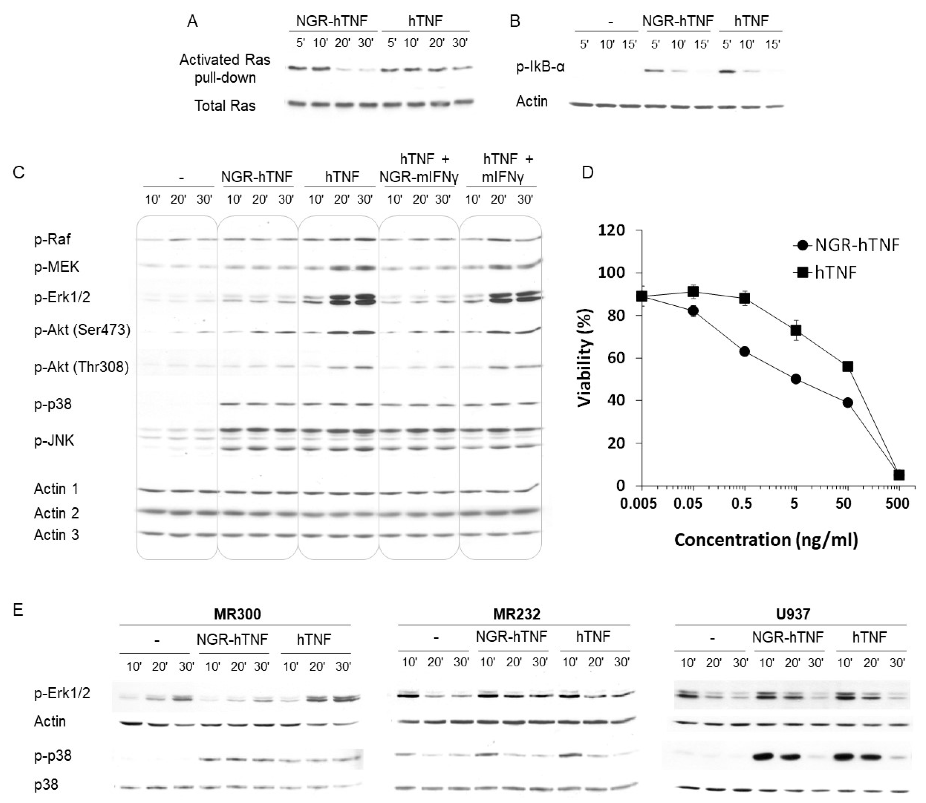 metaplastic spindle cell carcinoma breast treatment