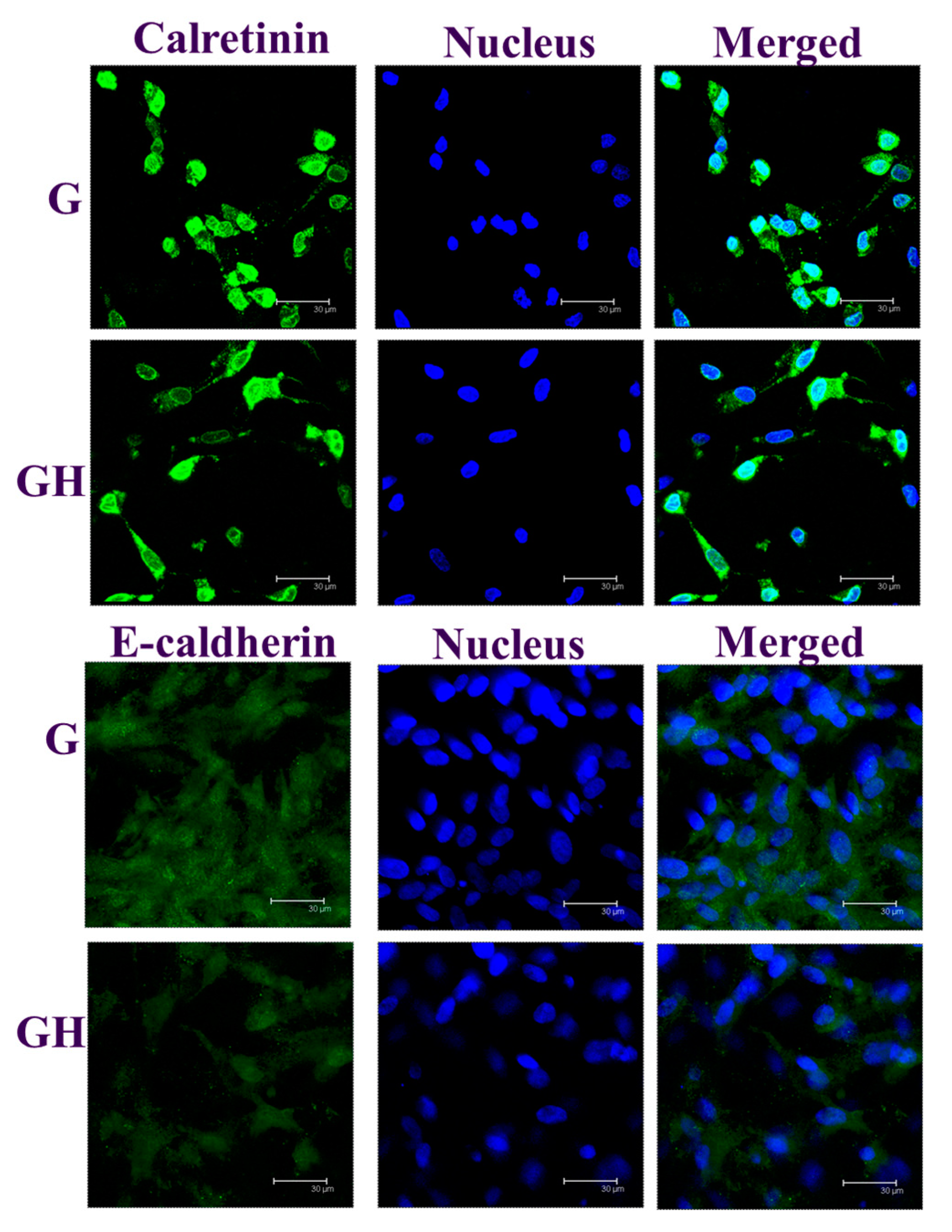 Ijms 20 04527 g007 Ijms 20 04527 g007