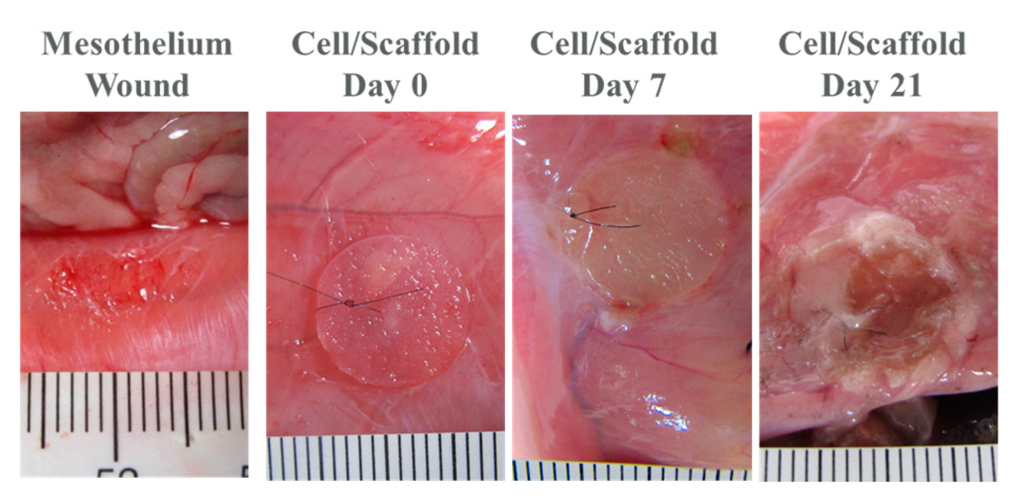 Ijms 20 04527 g008 Ijms 20 04527 g008