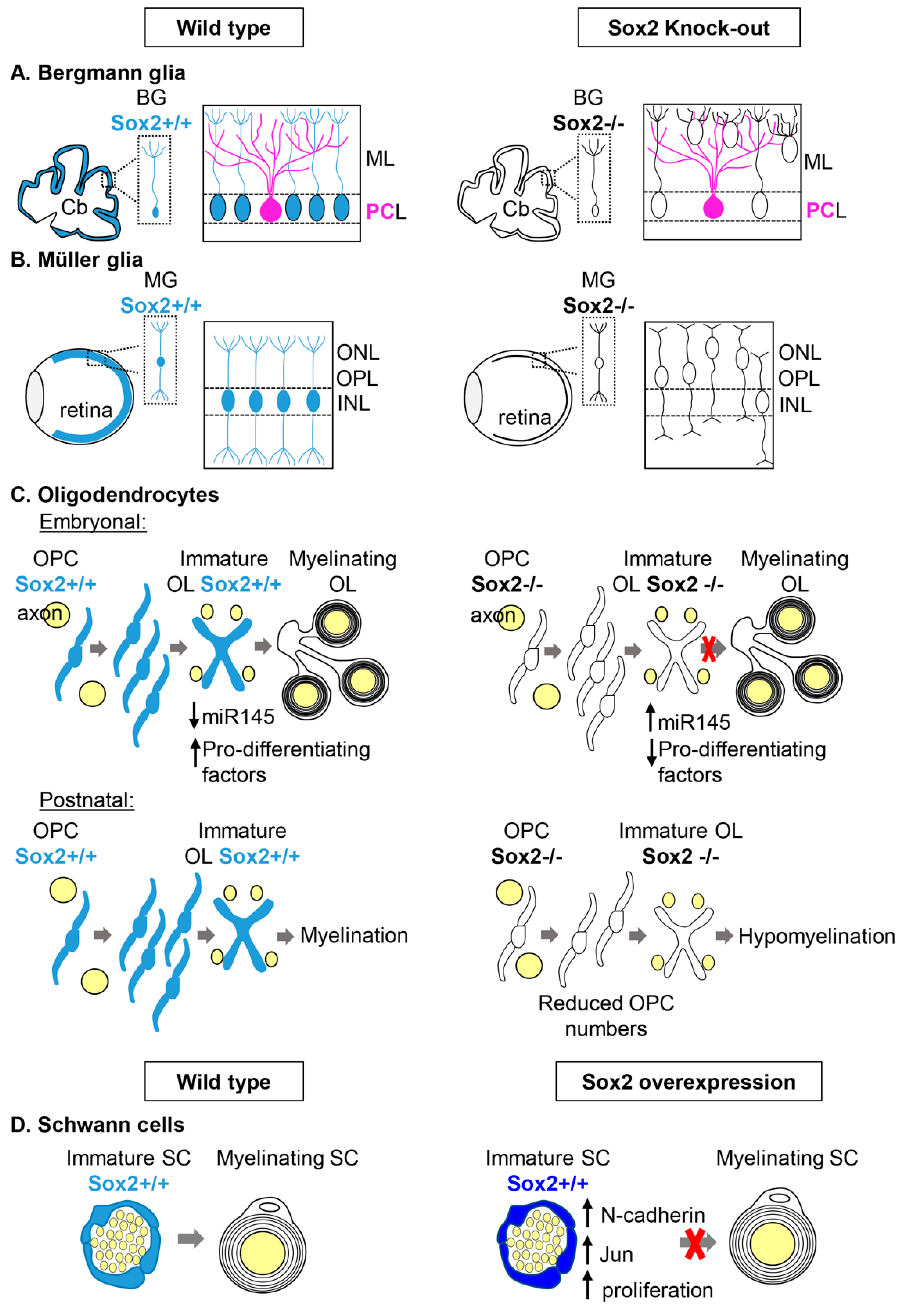 Ijms 20 04540 g001 Ijms 20 04540 g001