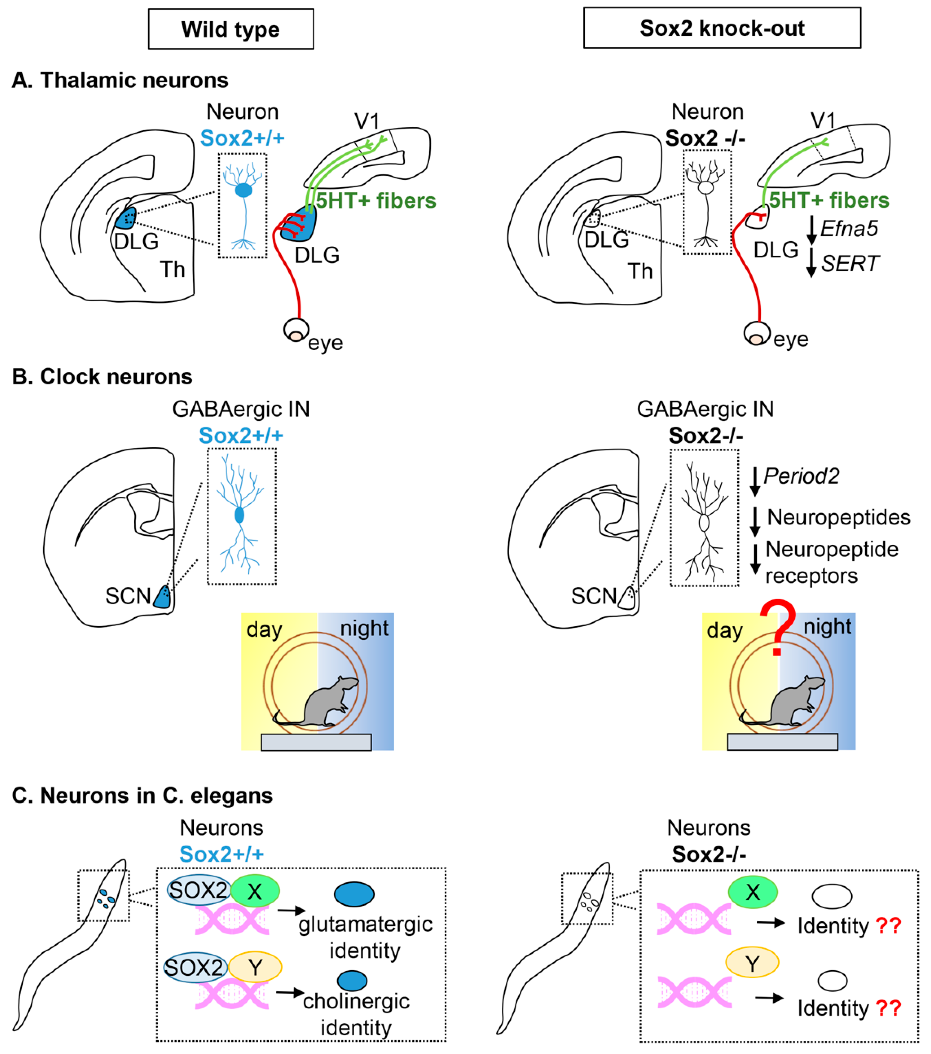 Ijms 20 04540 g002 Ijms 20 04540 g002