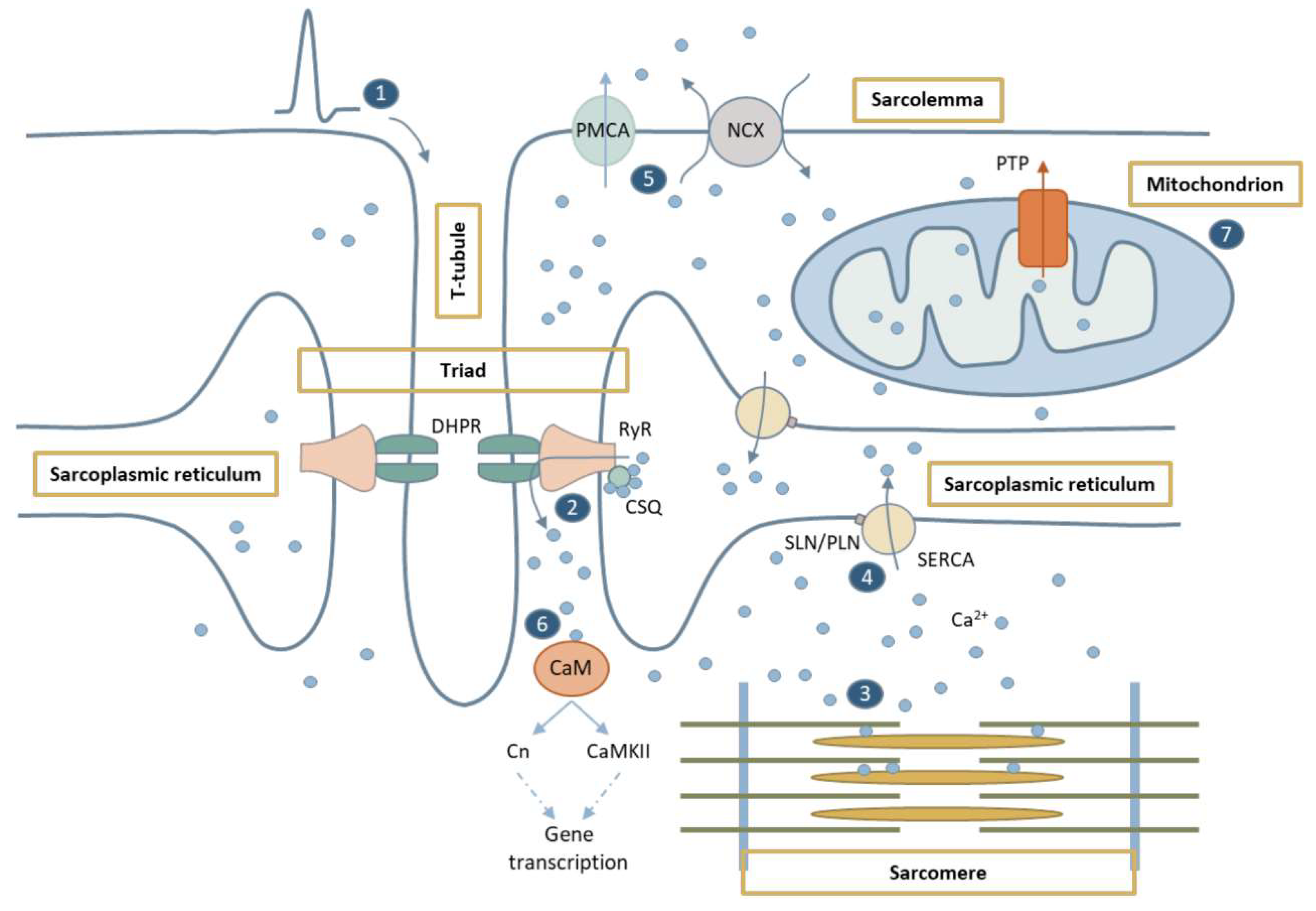 Ijms 20 04548 g001 Ijms 20 04548 g001