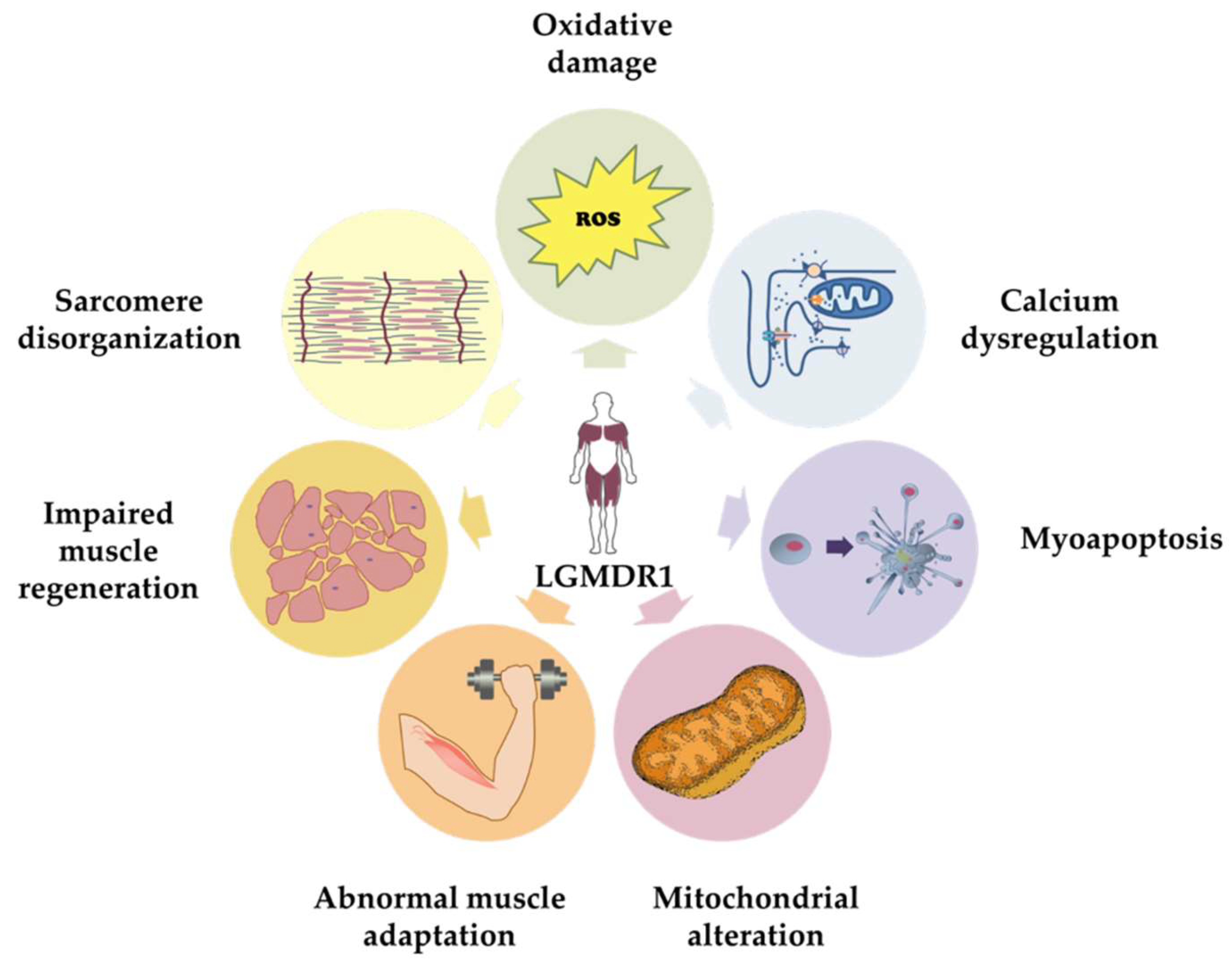 IJMS | Free Full-Text | Calcium Mechanisms in Limb-Girdle Muscular