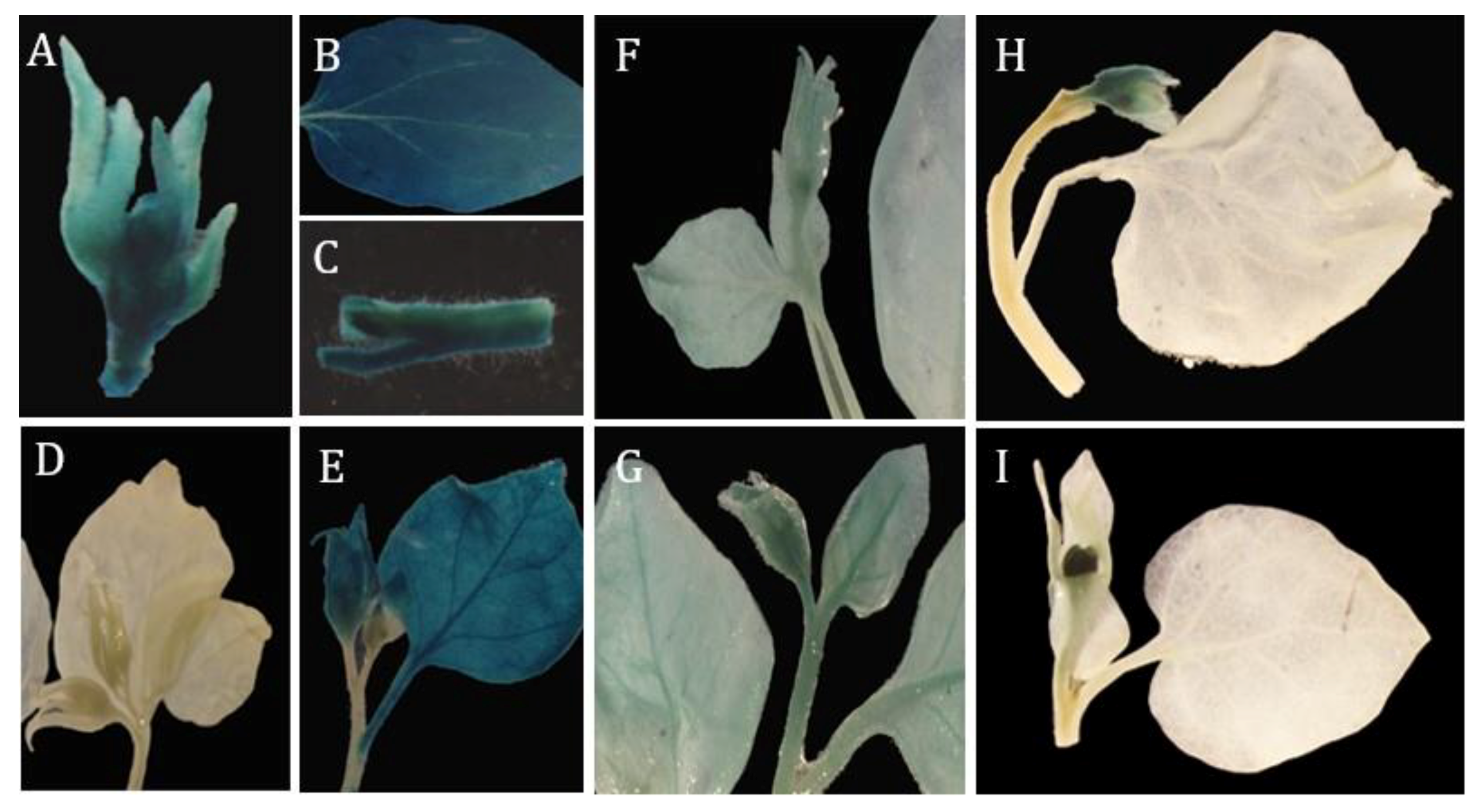 Ijms 20 04551 g005 Ijms 20 04551 g005