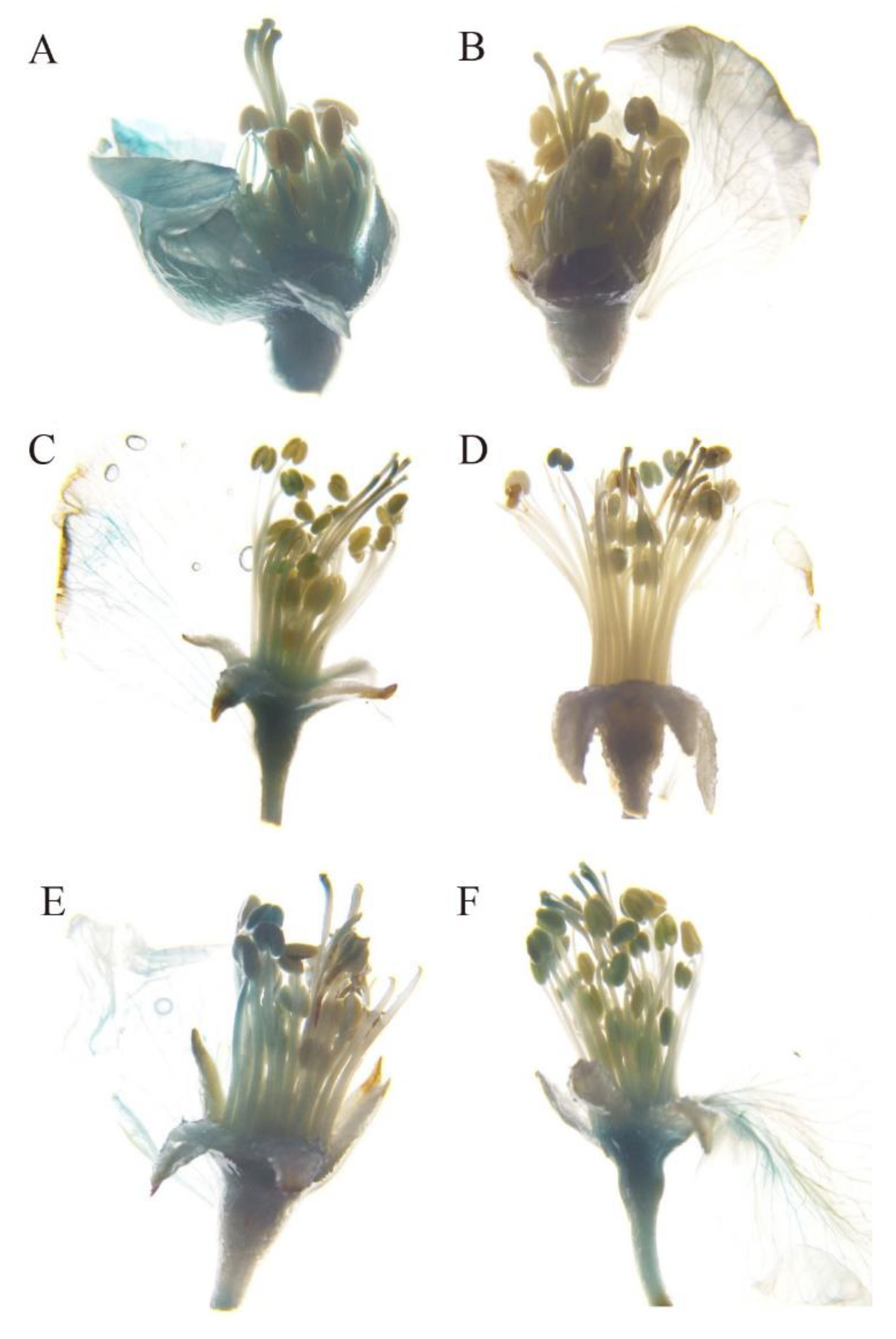 Ijms 20 04551 g006 Ijms 20 04551 g006