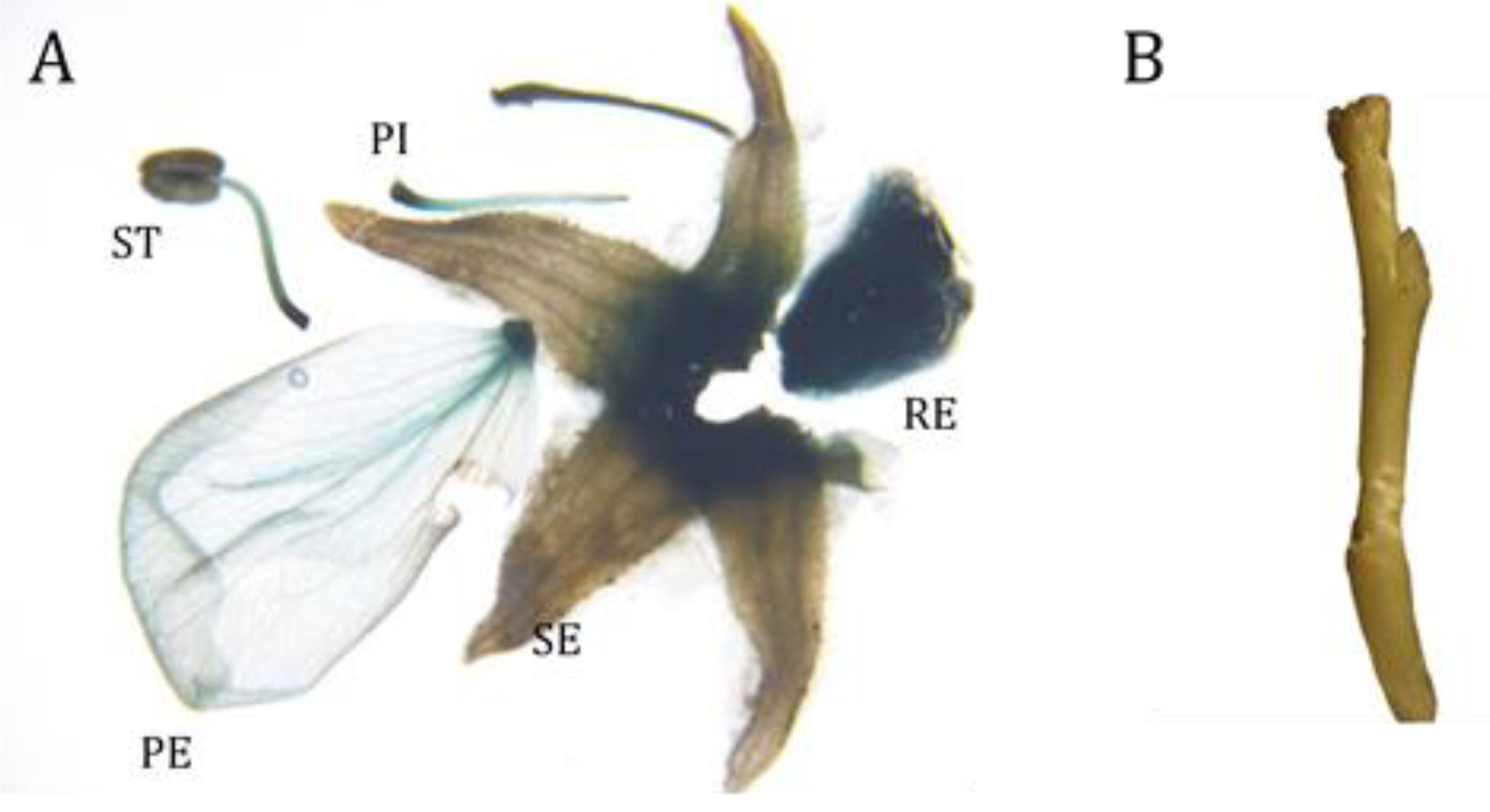 Ijms 20 04551 g007 Ijms 20 04551 g007