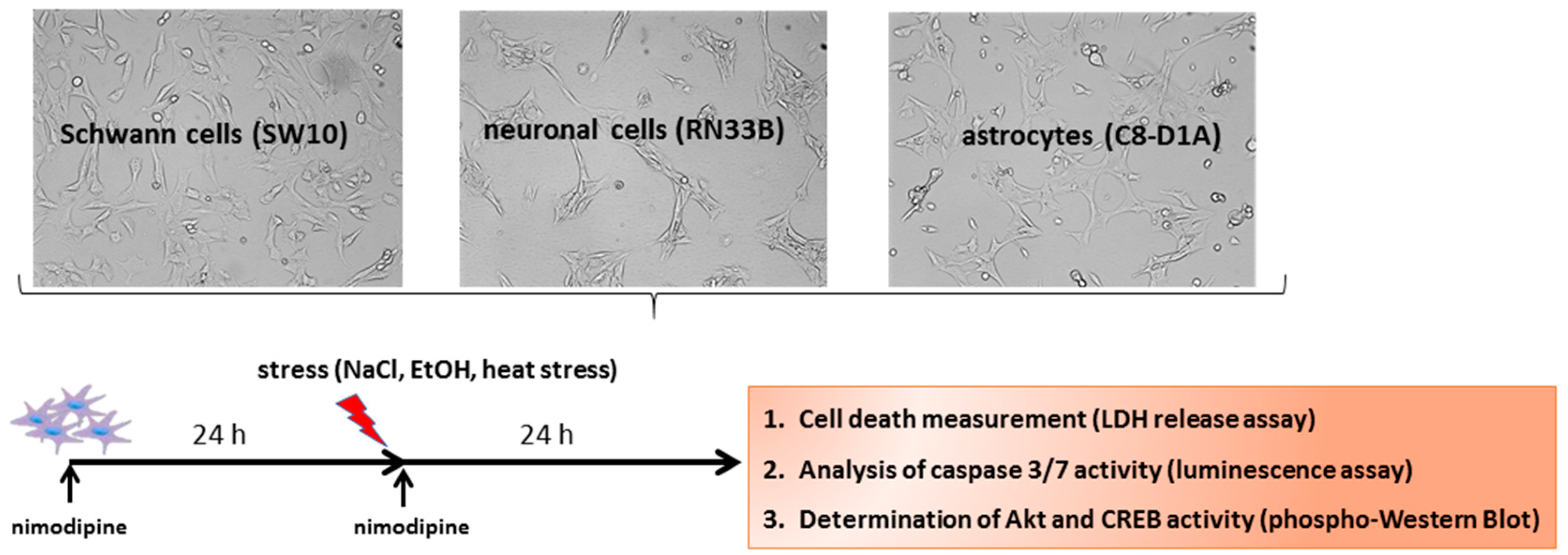 Ijms 20 04578 g007 Ijms 20 04578 g007
