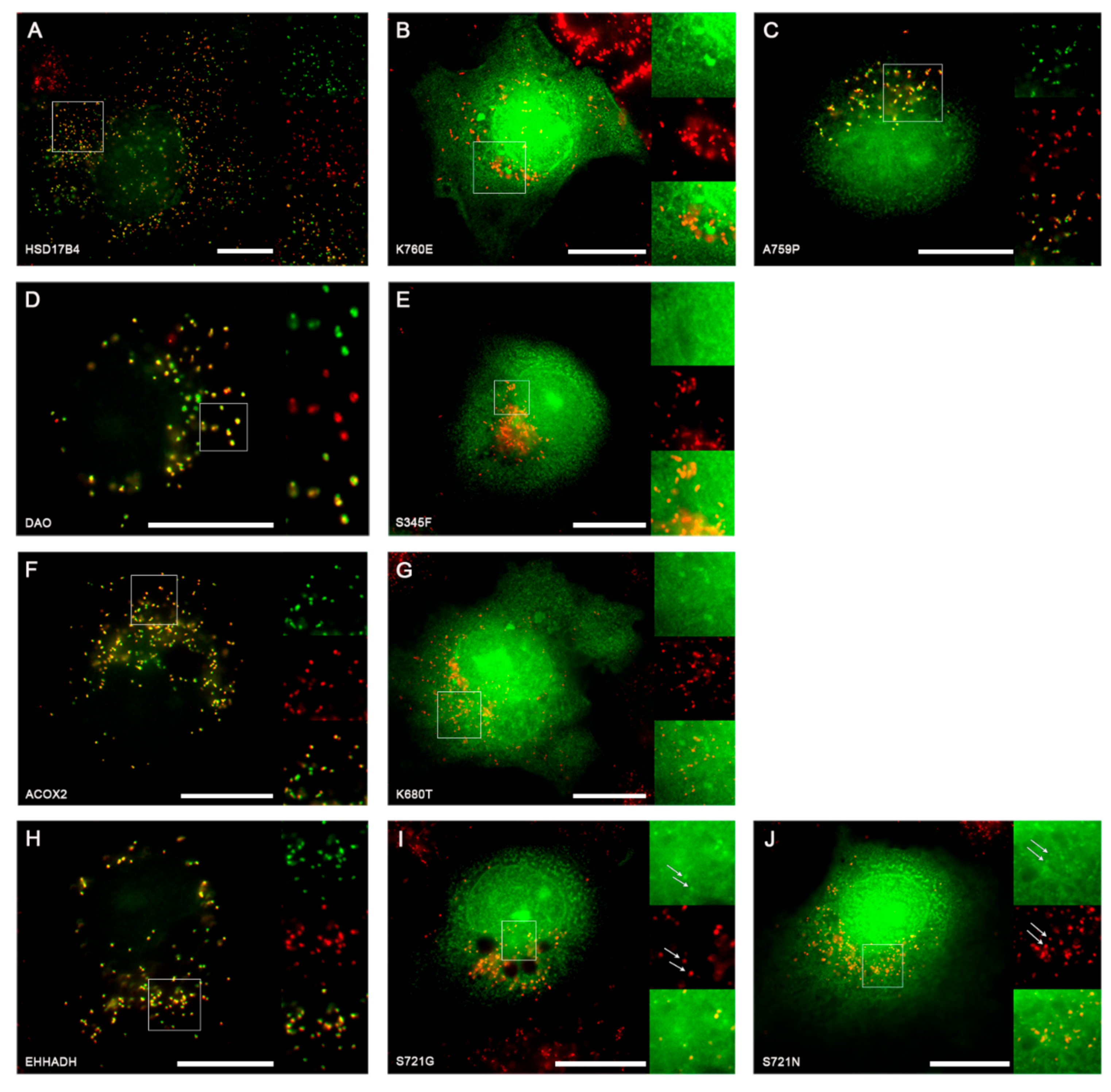 Ijms 20 04609 g003 Ijms 20 04609 g003