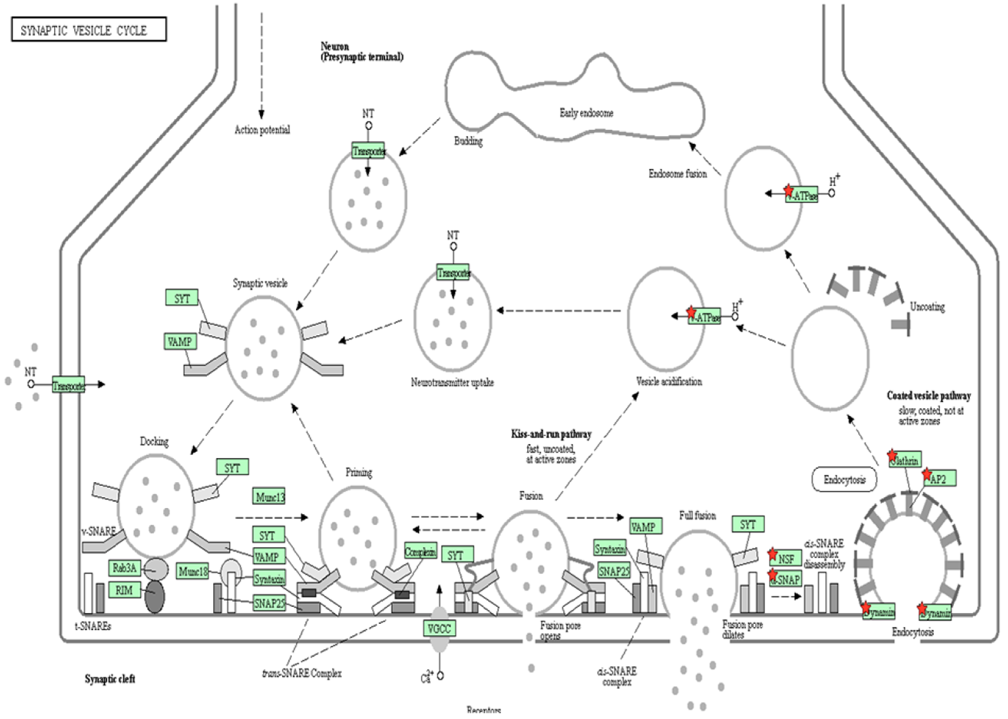 Ijms 20 04610 g009 Ijms 20 04610 g009