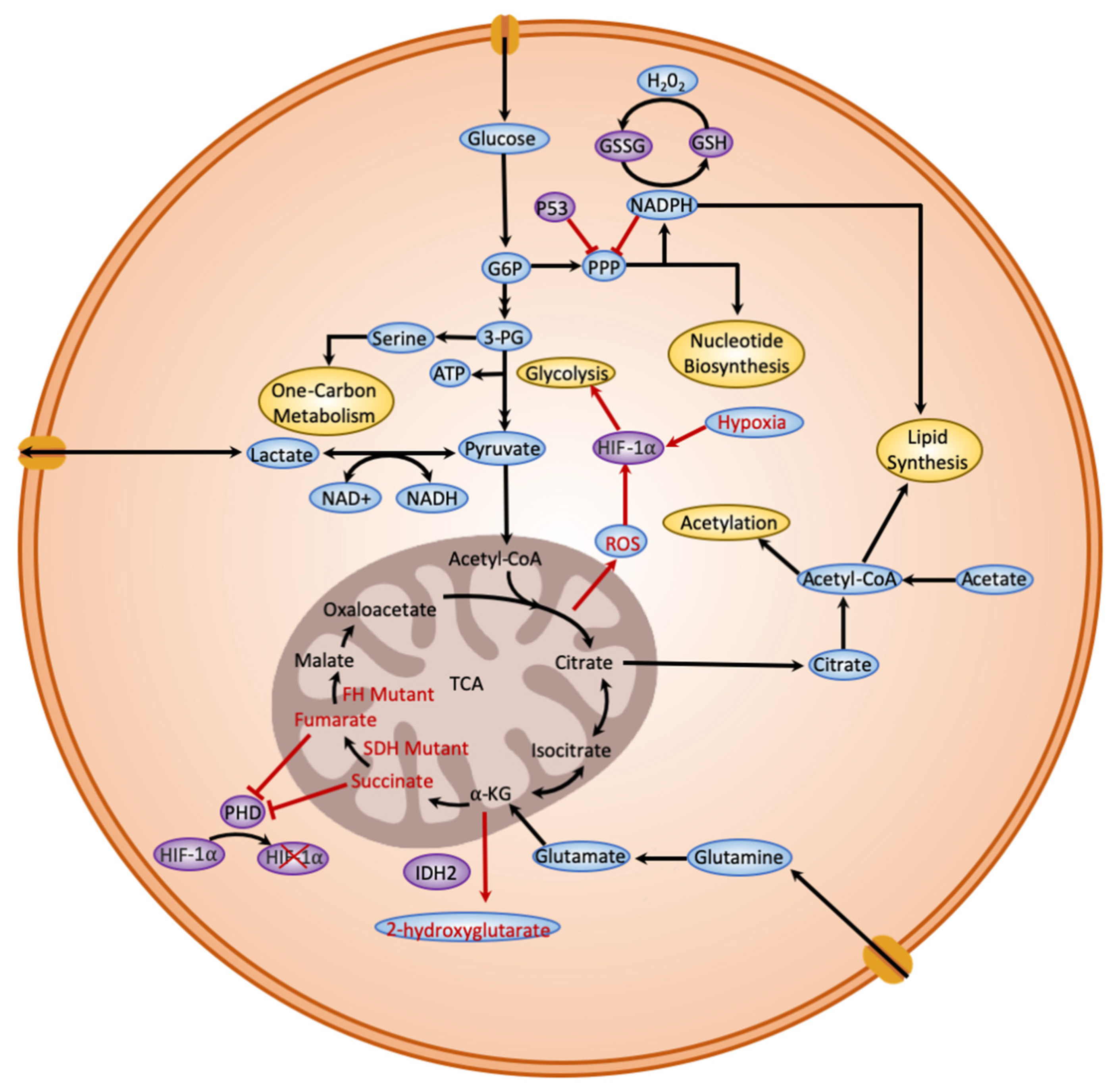 Iubmb Nicholson Metabolic Pathways Chart