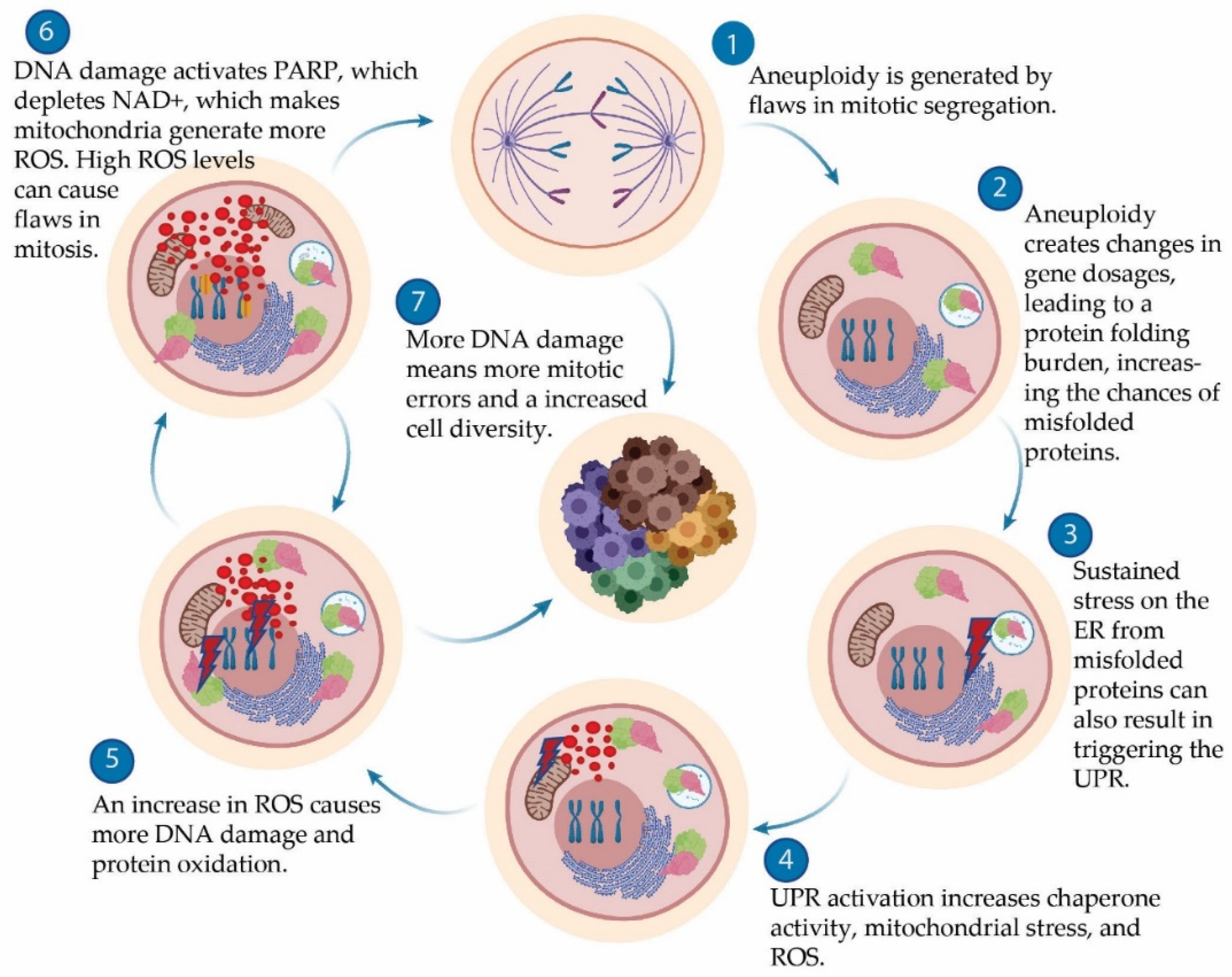 Co-Operation between Aneuploidy and Metabolic ... Biology Diagrams